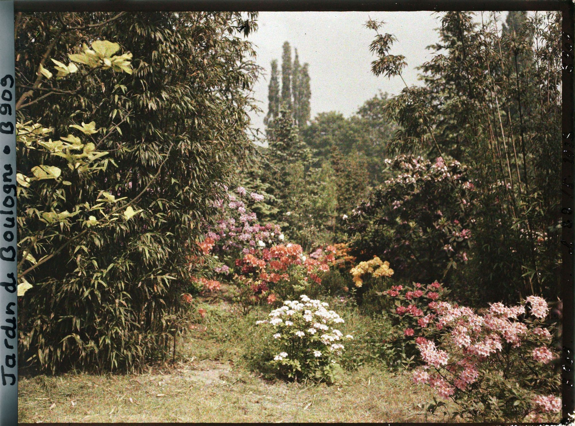 Image représentant Azalées, rhodos et bambous