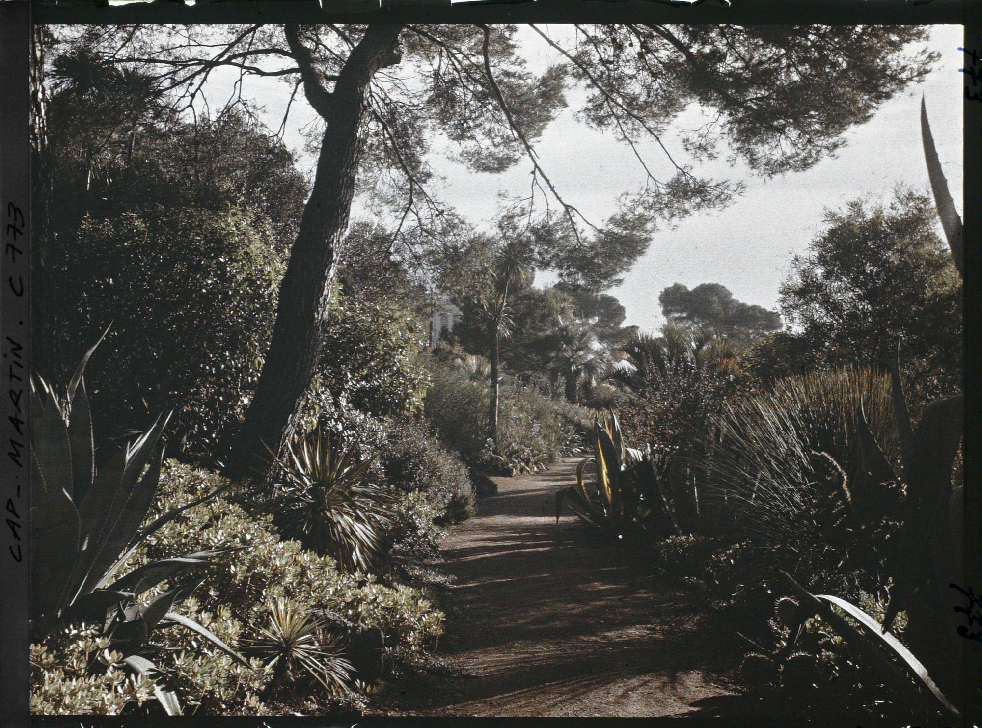 Image représentant le jardin la gde allée