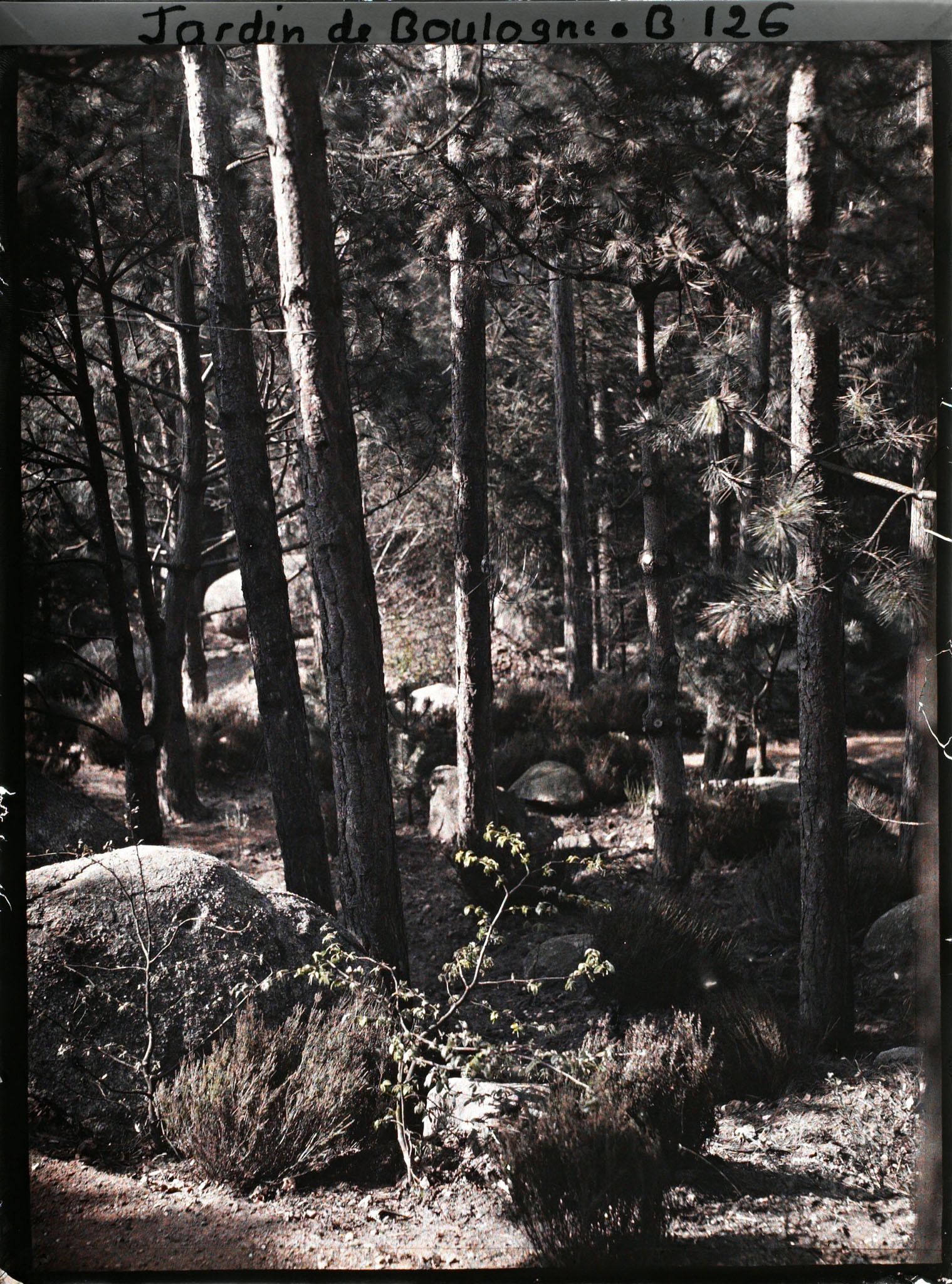 Image représentant Rochers et épicéas de la forêt vosgienne