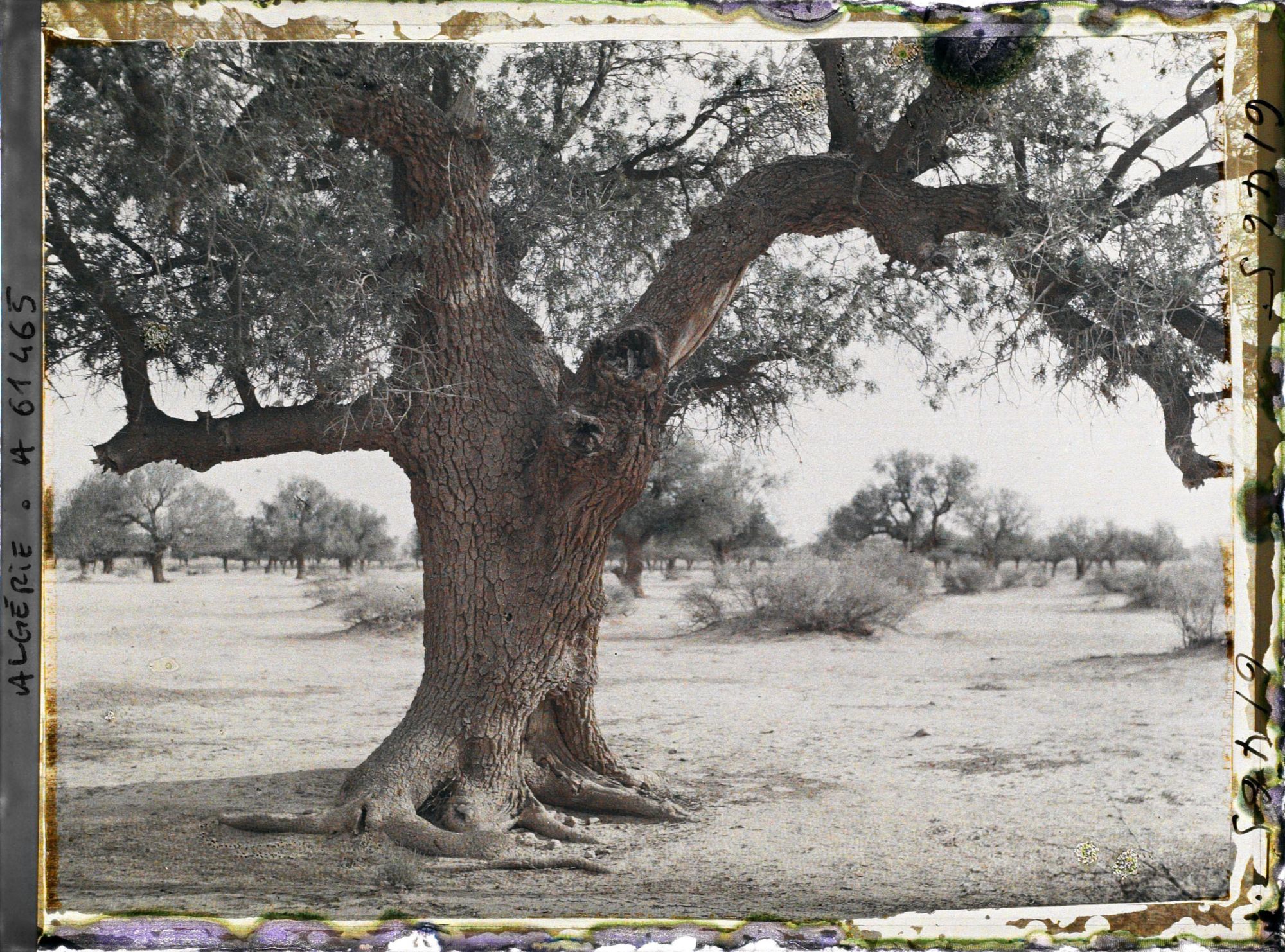 Image représentant Un vieux pistachier térébinthe