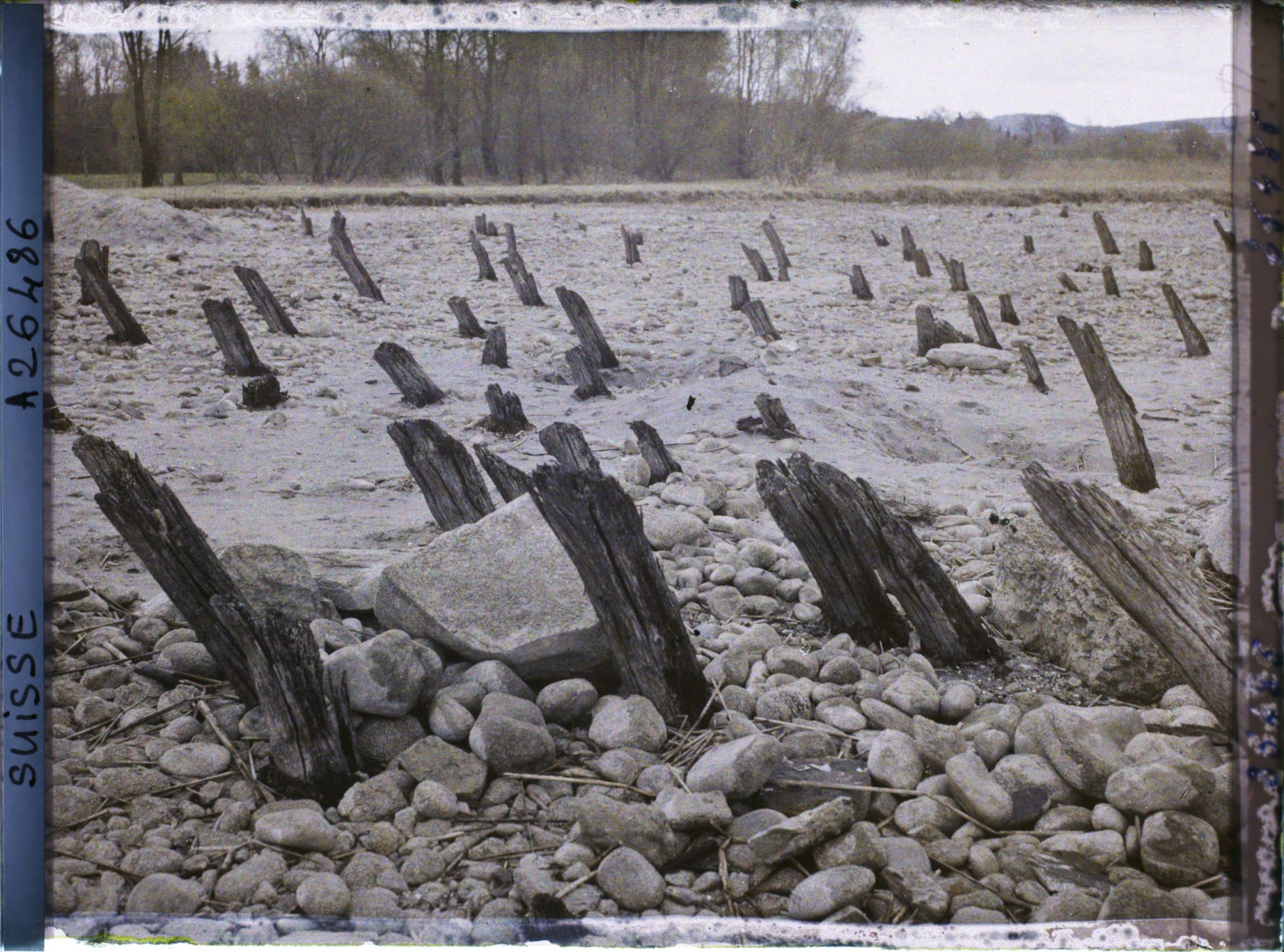 Image représentant Site palafittique préhistorique des Alpes, pieux en bois visibles lors de la baisse des eaux après la grande sécheresse de 1921