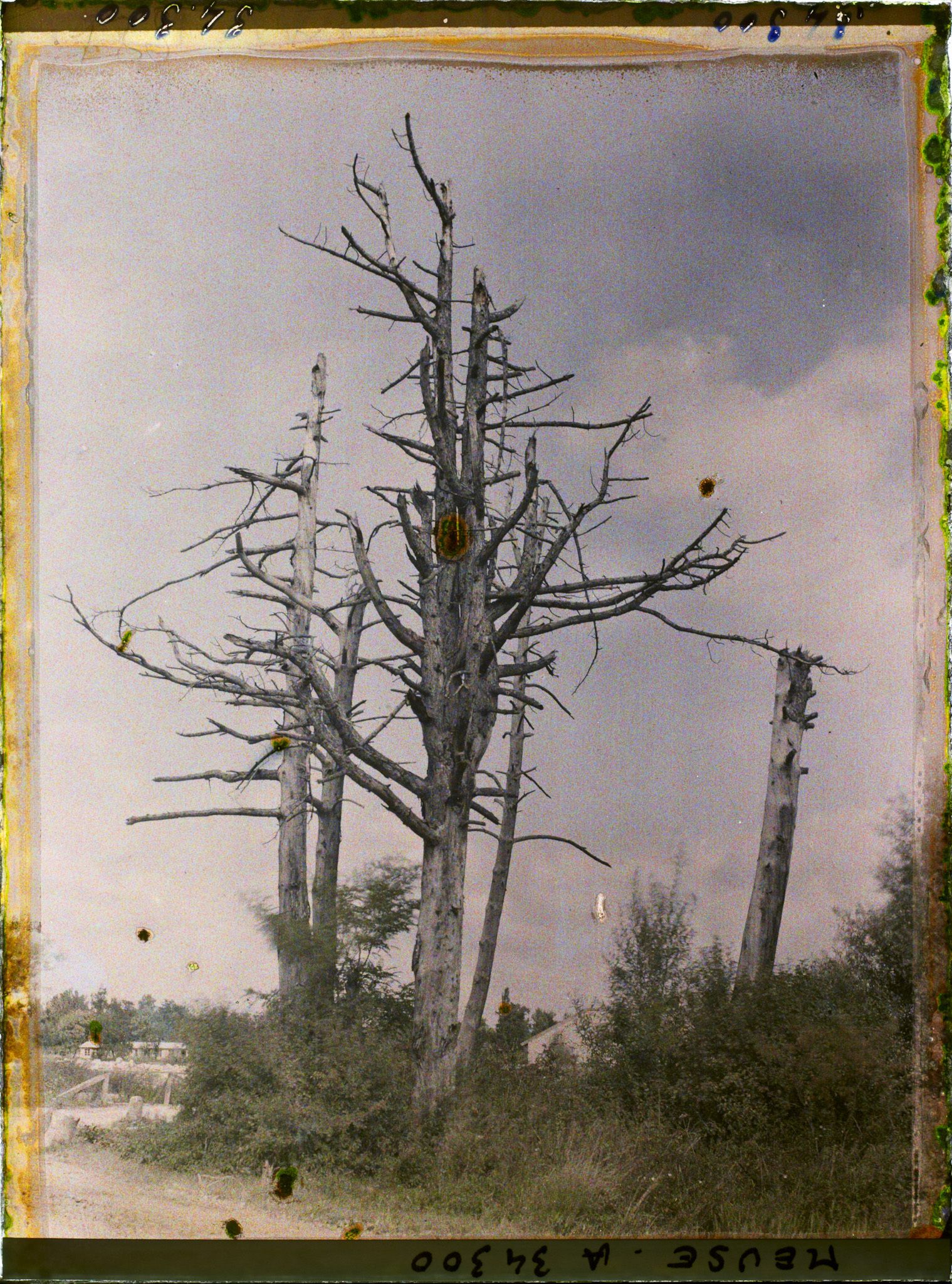 Image représentant France, Fresnes en Woëvre, Groupe d'Arbres morts