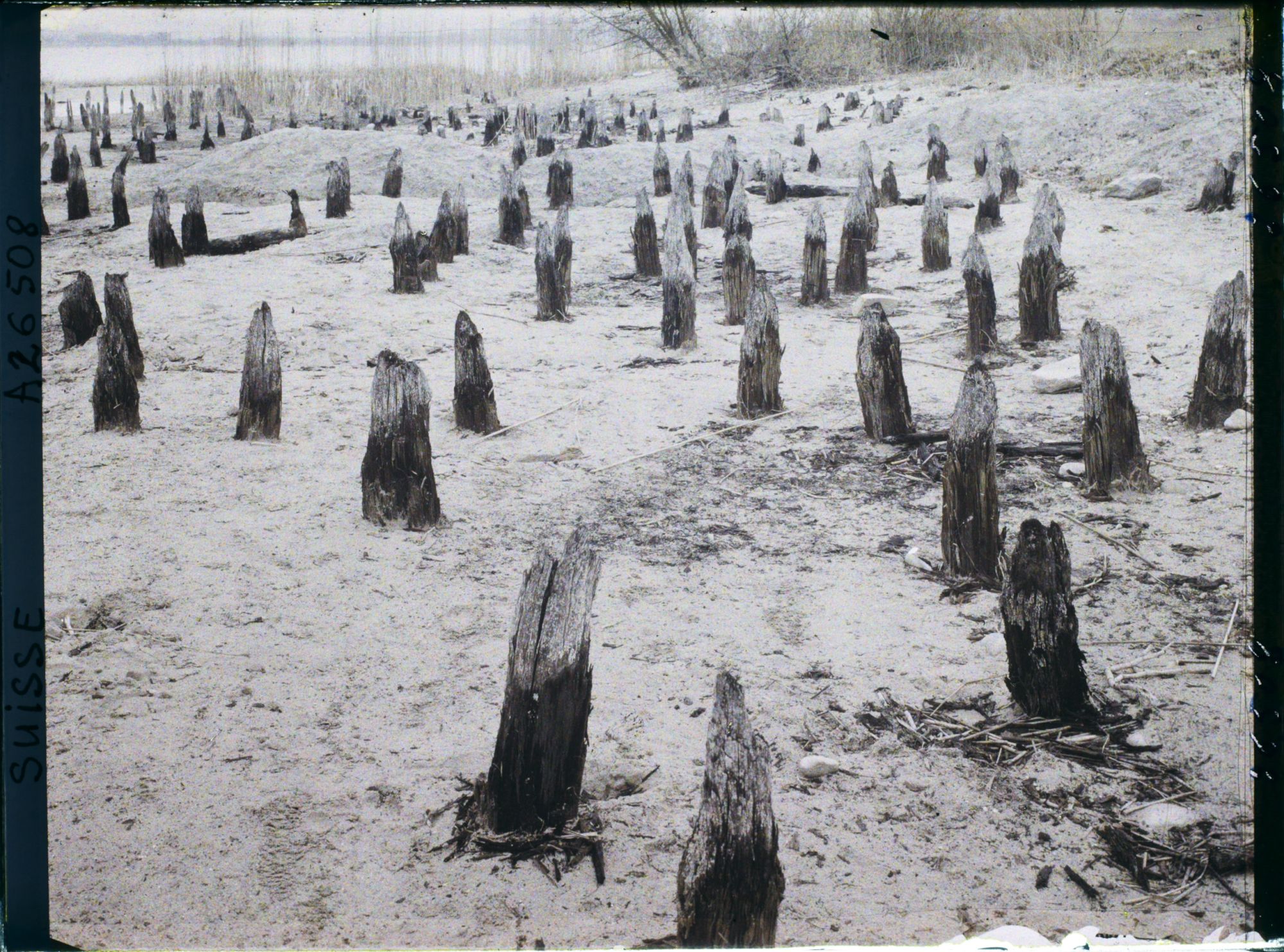 Image représentant Site palafittique préhistorique des Alpes, pieux en bois visibles lors de la baisse des eaux après la grande sécheresse de 1921