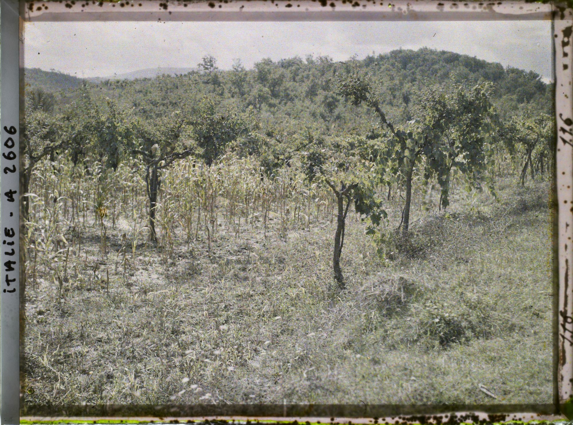 Image représentant Culture de vigne et plants de maïs