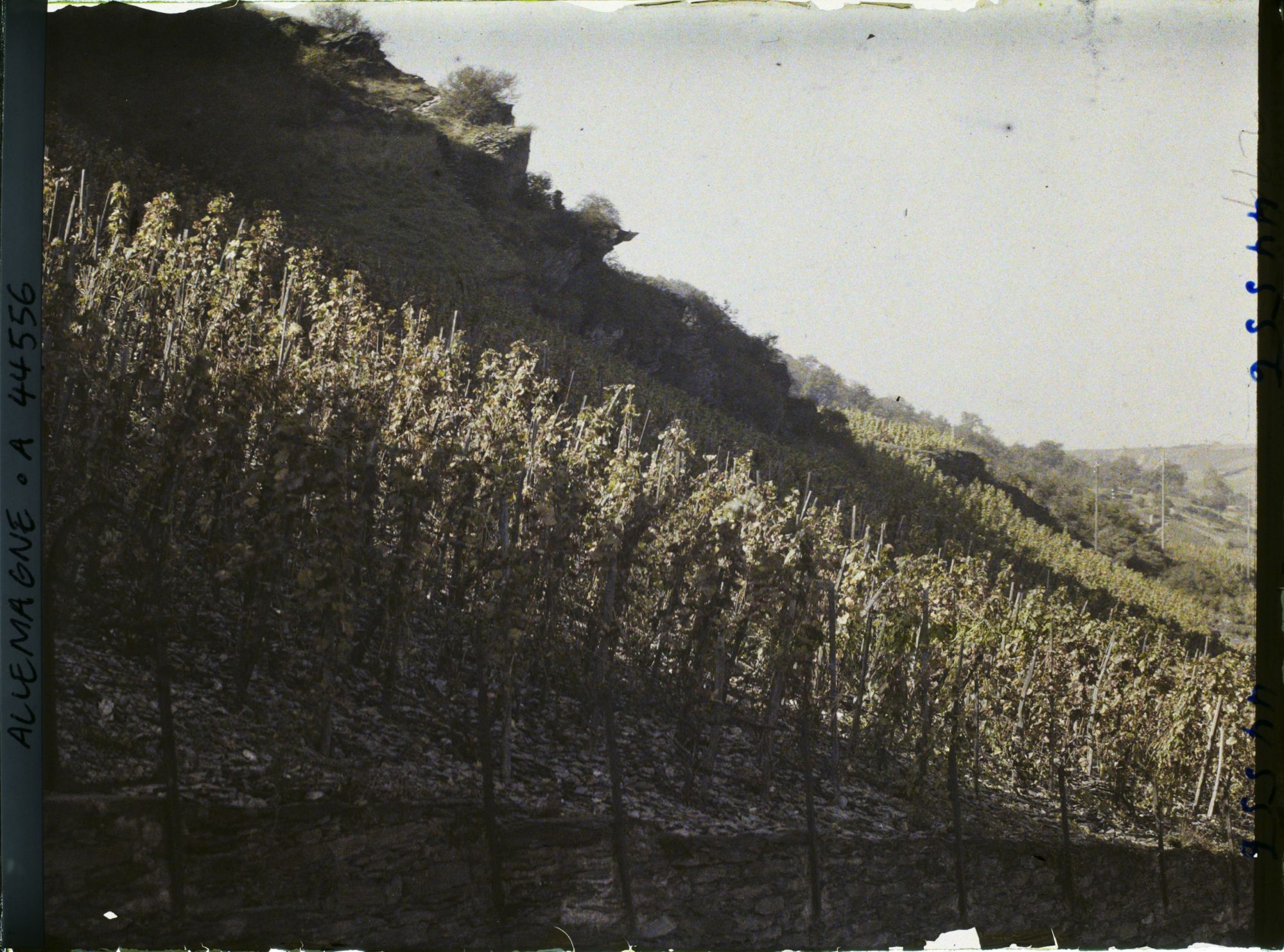 Image représentant Allemagne, Oberwesel, Effet de lumière sur vignes
