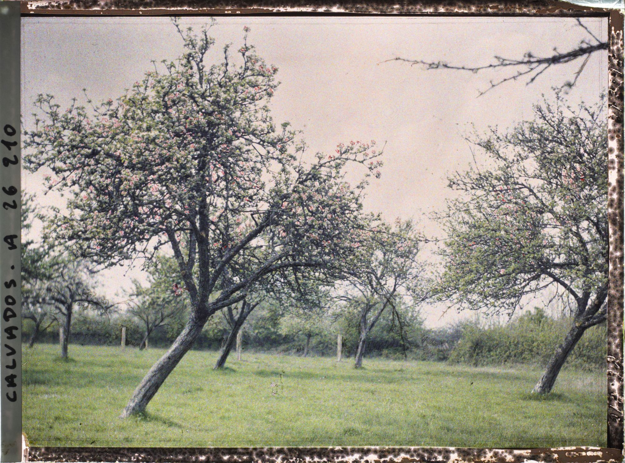 Image représentant La pommeraie