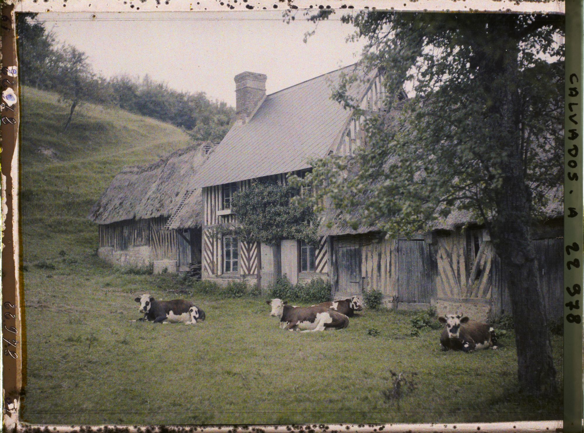Image représentant Intérieur de ferme avec des vaches