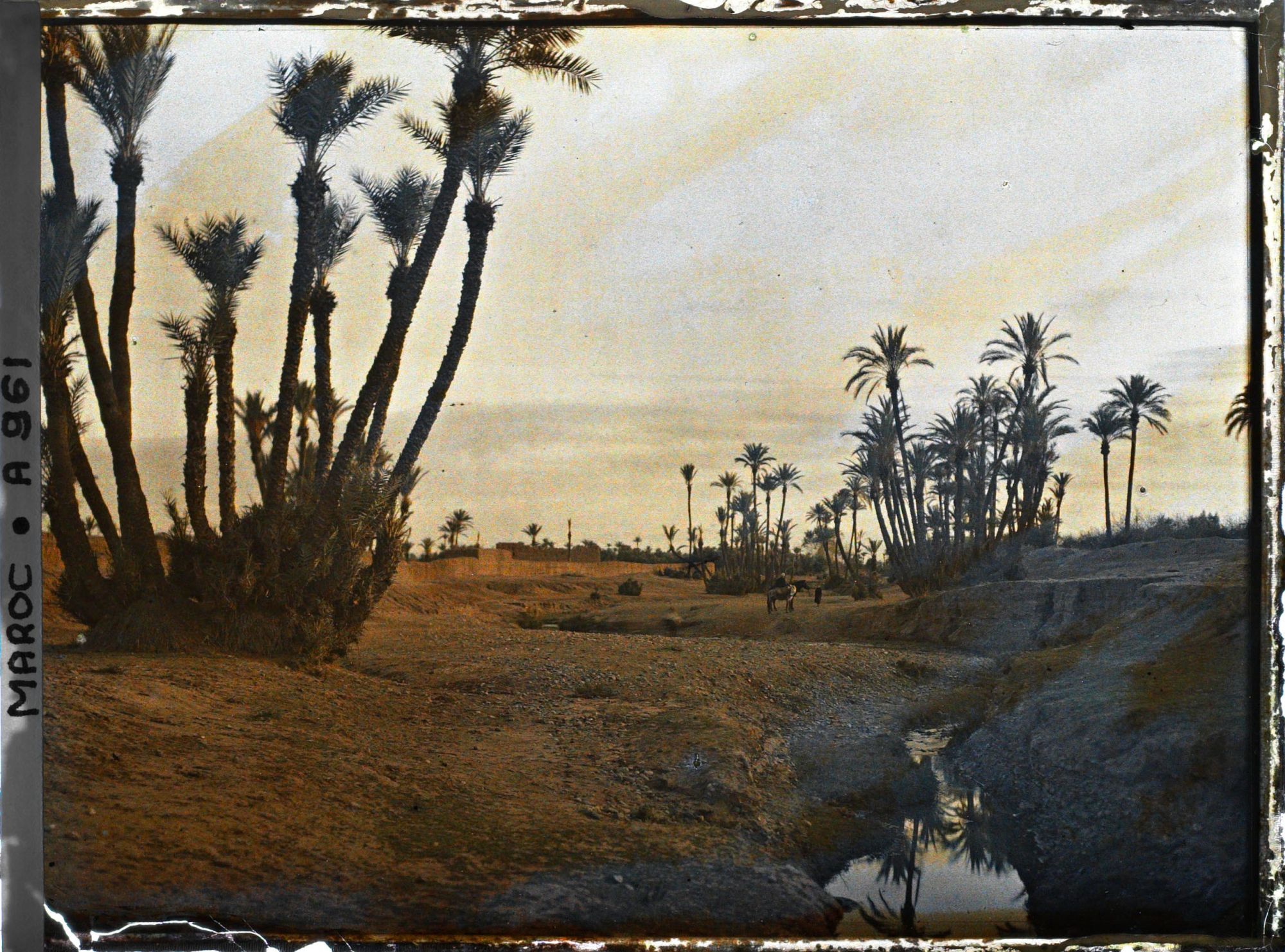 Image représentant La palmeraie