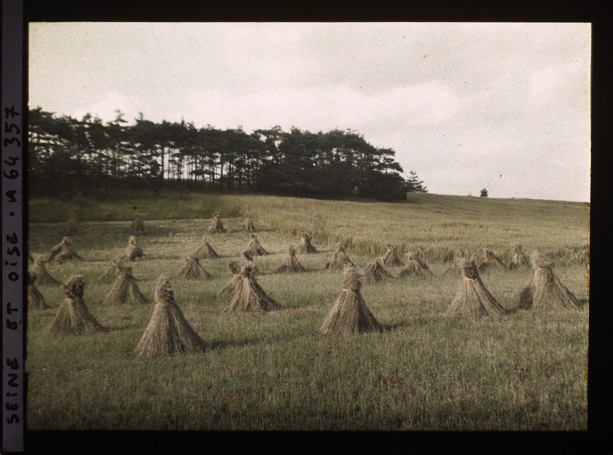 Image représentant Ile de France, Vallangoujard, Seigle moissonne