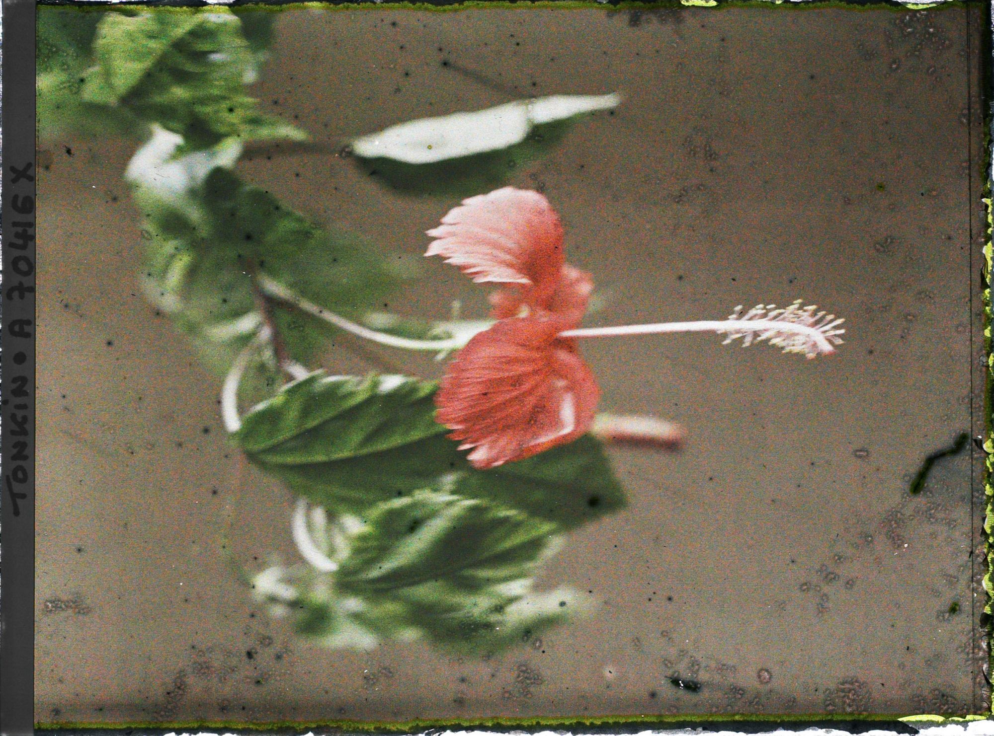 Image représentant Une fleur et des feuilles d'ibiscus