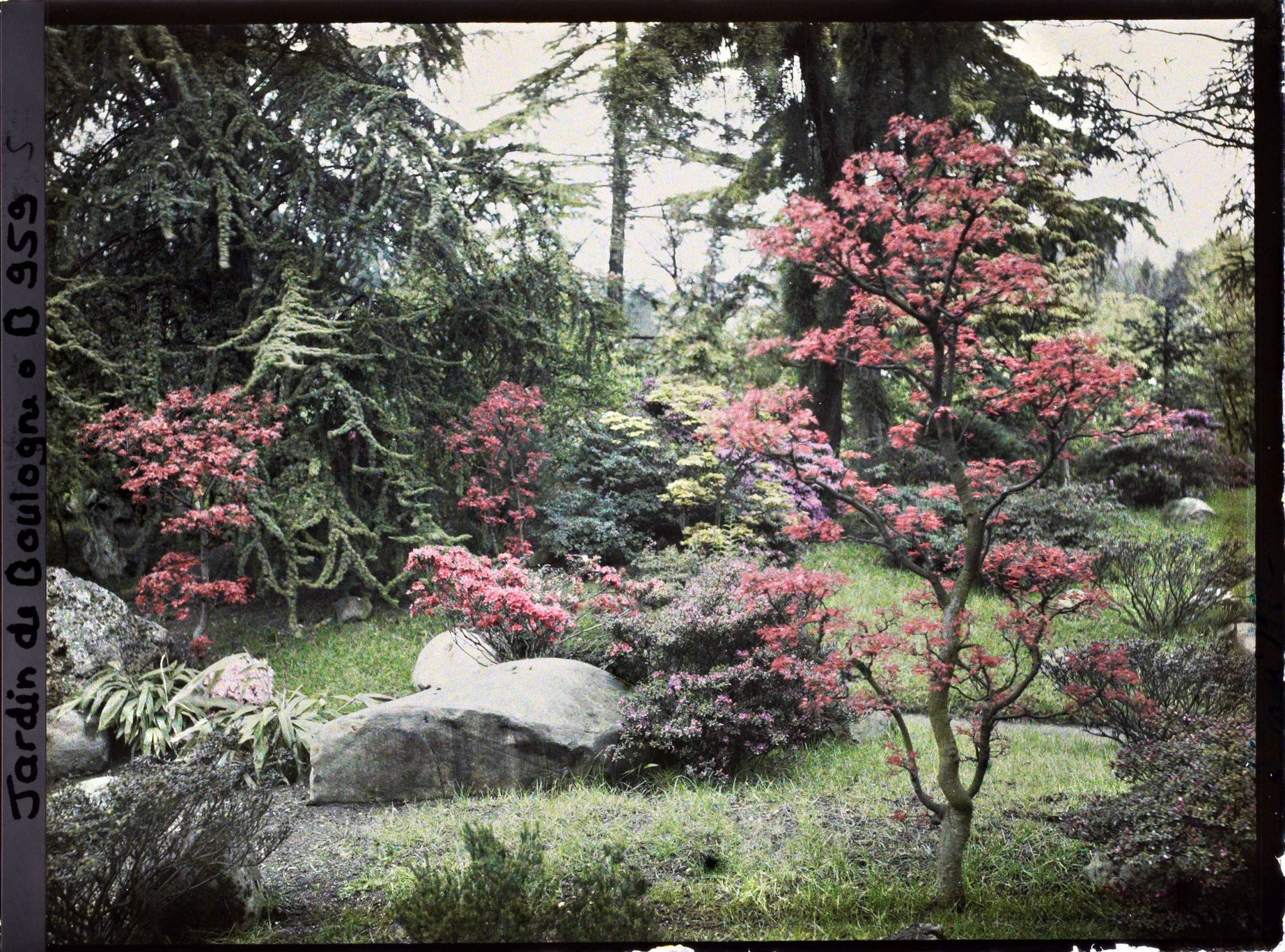 Image représentant Pierres, azalées et érables rougeoyants, situés à l'entrée du " sanctuaire japonais "