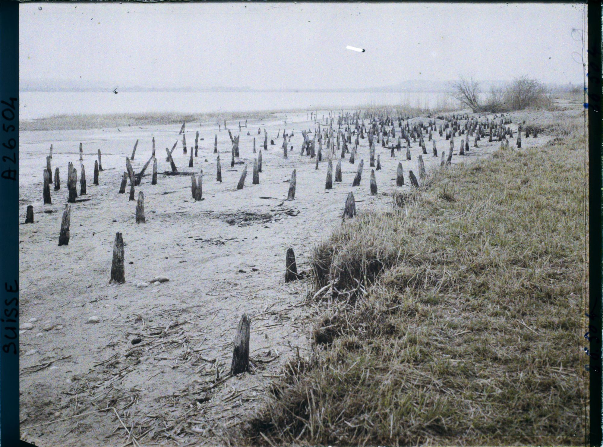 Image représentant Site palafittique préhistorique des Alpes, pieux en bois visibles lors de la baisse des eaux après la grande sécheresse de 1921