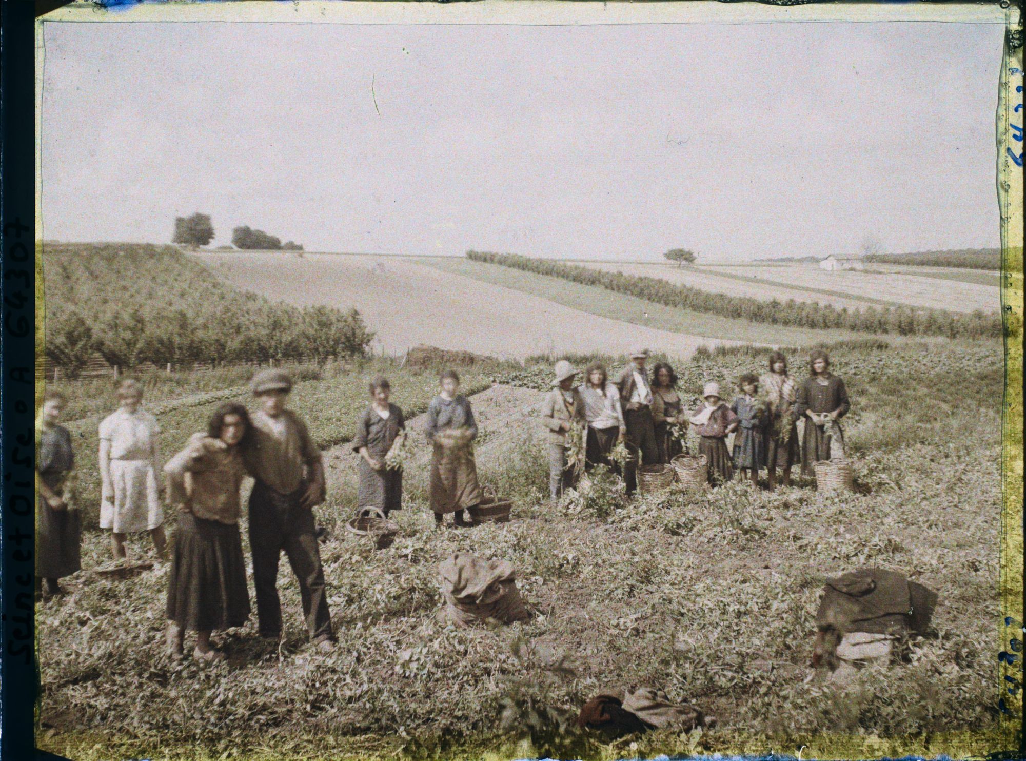 Image représentant Ile de France, Sarcelle St Briec, La Cueillette des petits pois