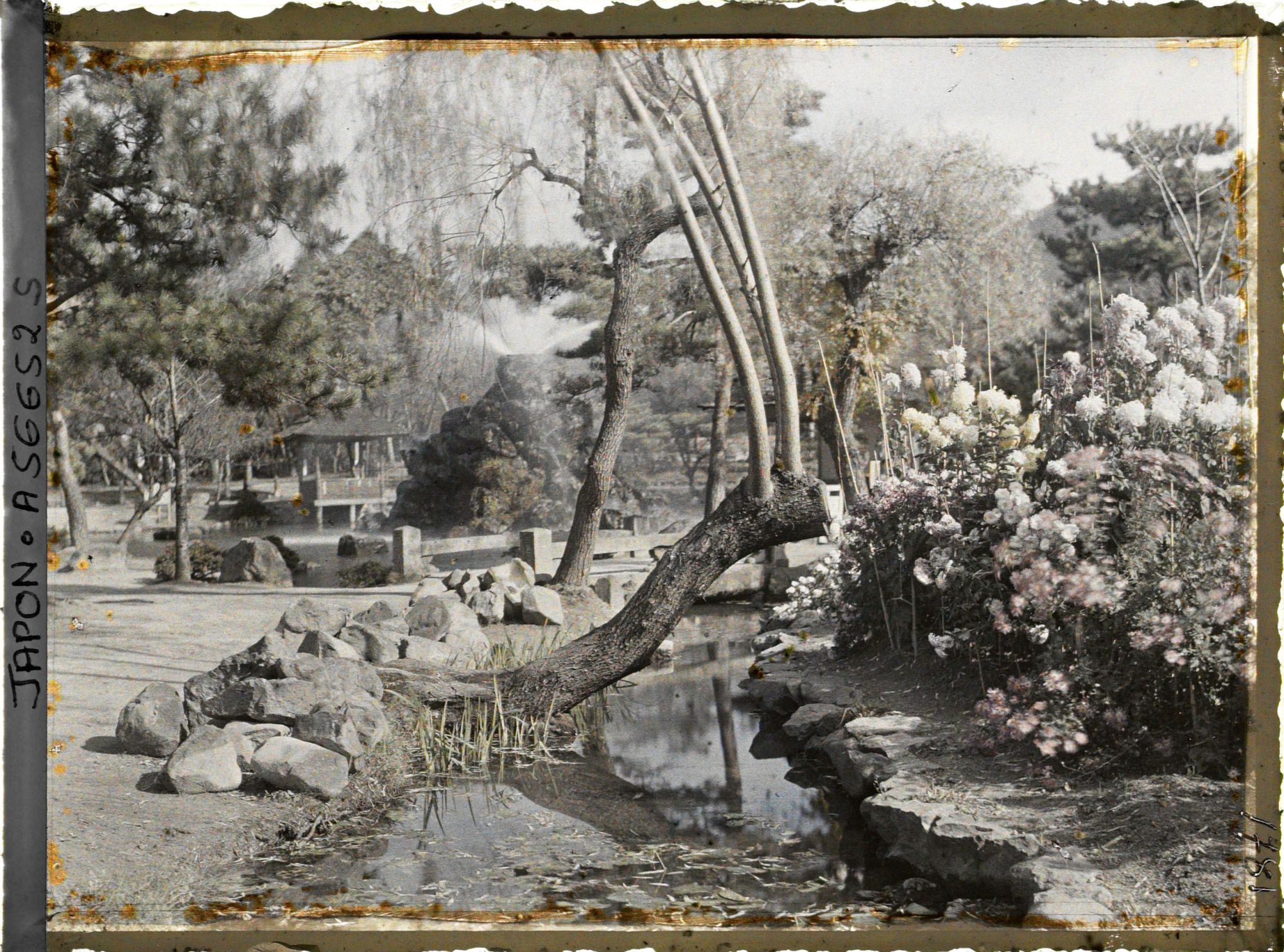 Image représentant Dobutsuen-mae (jardin zoologique): massif de chrysanthèmes le long d'un ruisseau