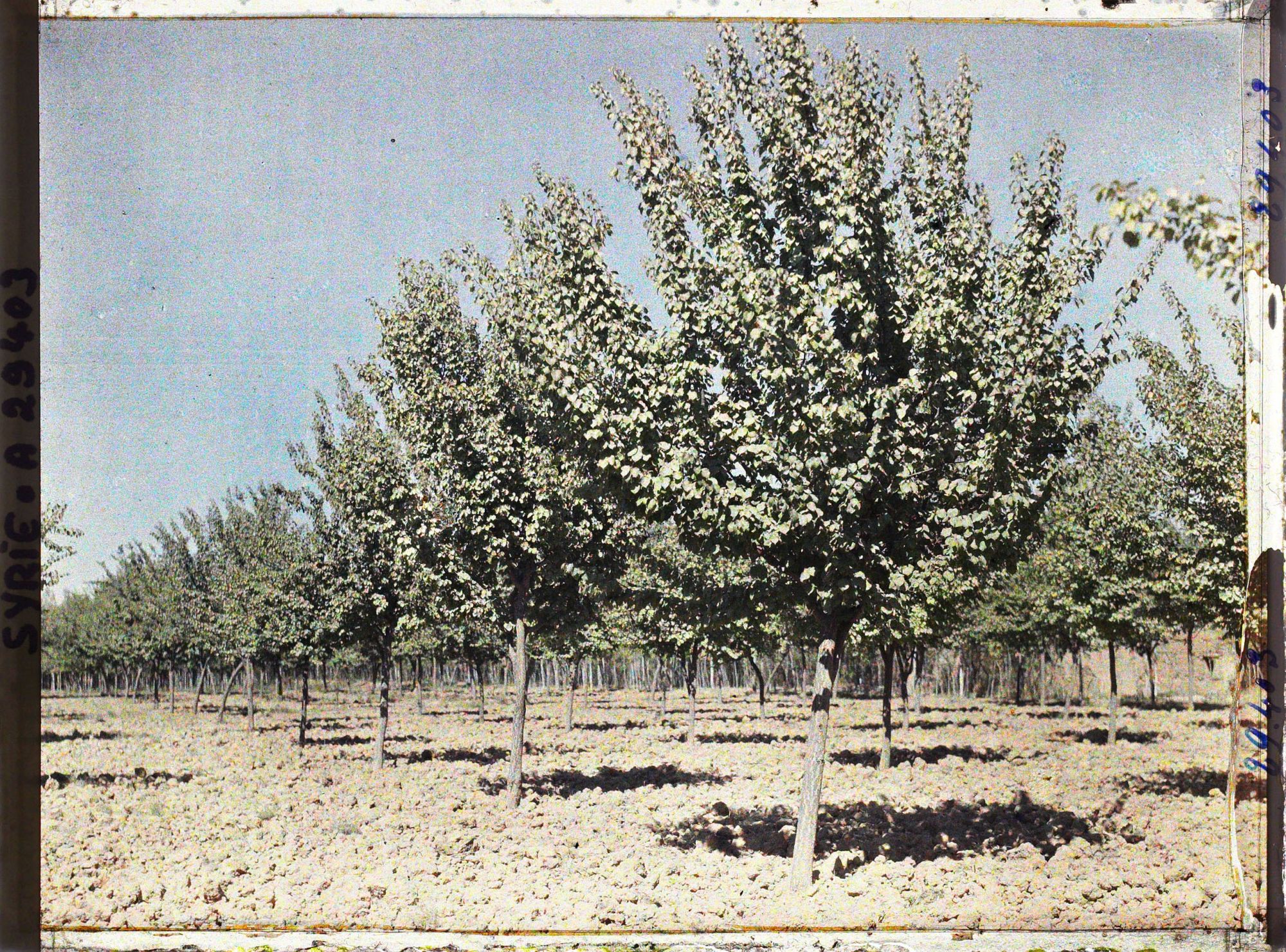 Image représentant Plantation irriguée d'abricotiers