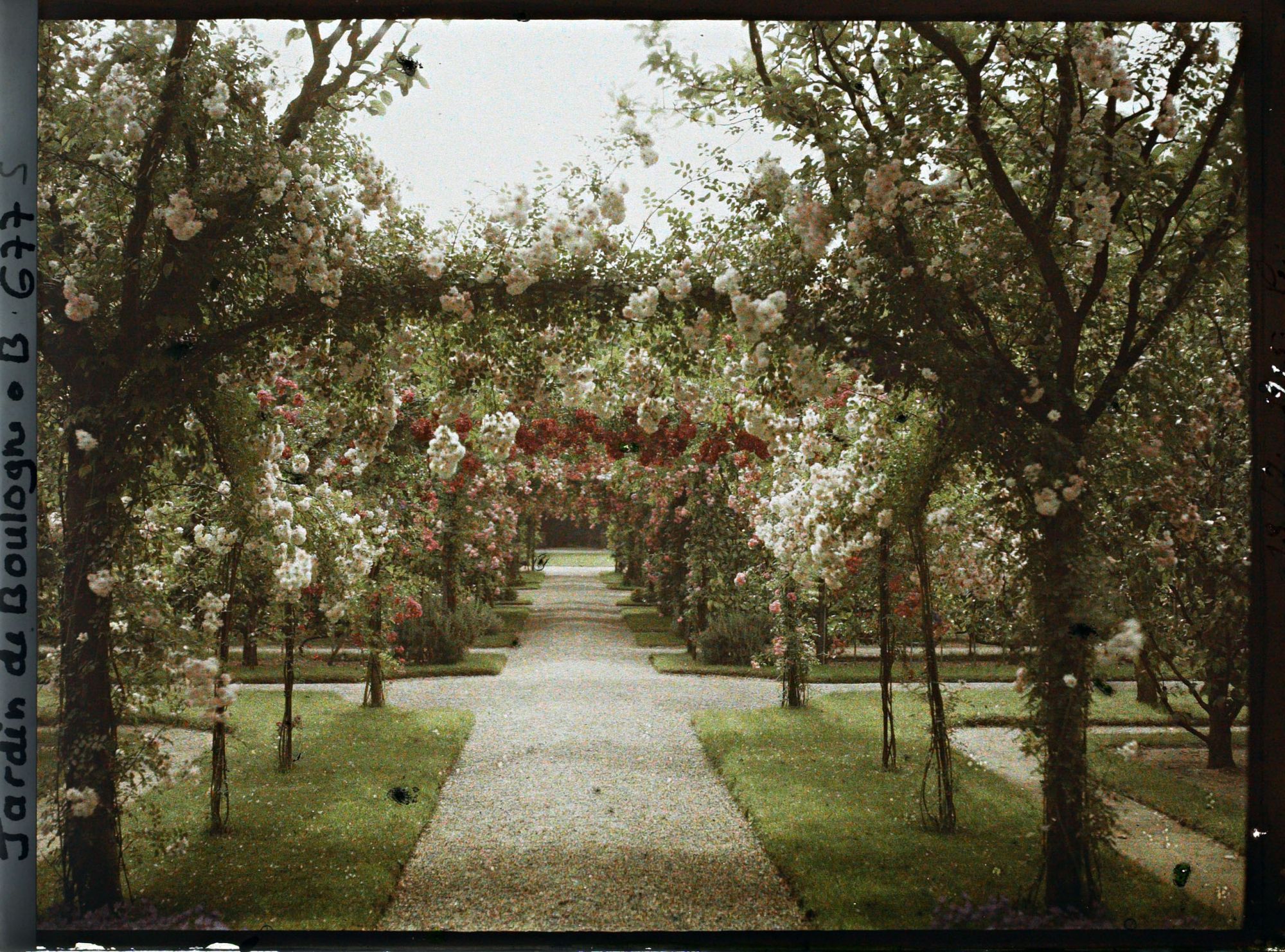 Image représentant Axe central du verger-roseraie vu en direction du jardin anglais, après le rond-point côté dépendance