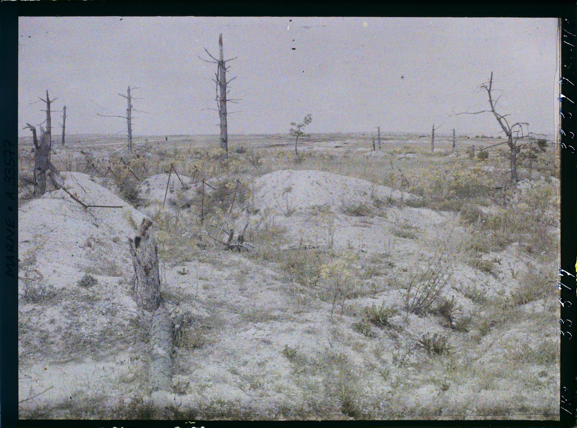 Image représentant France, Tranchée et Arbre mort sur le Mont Casque