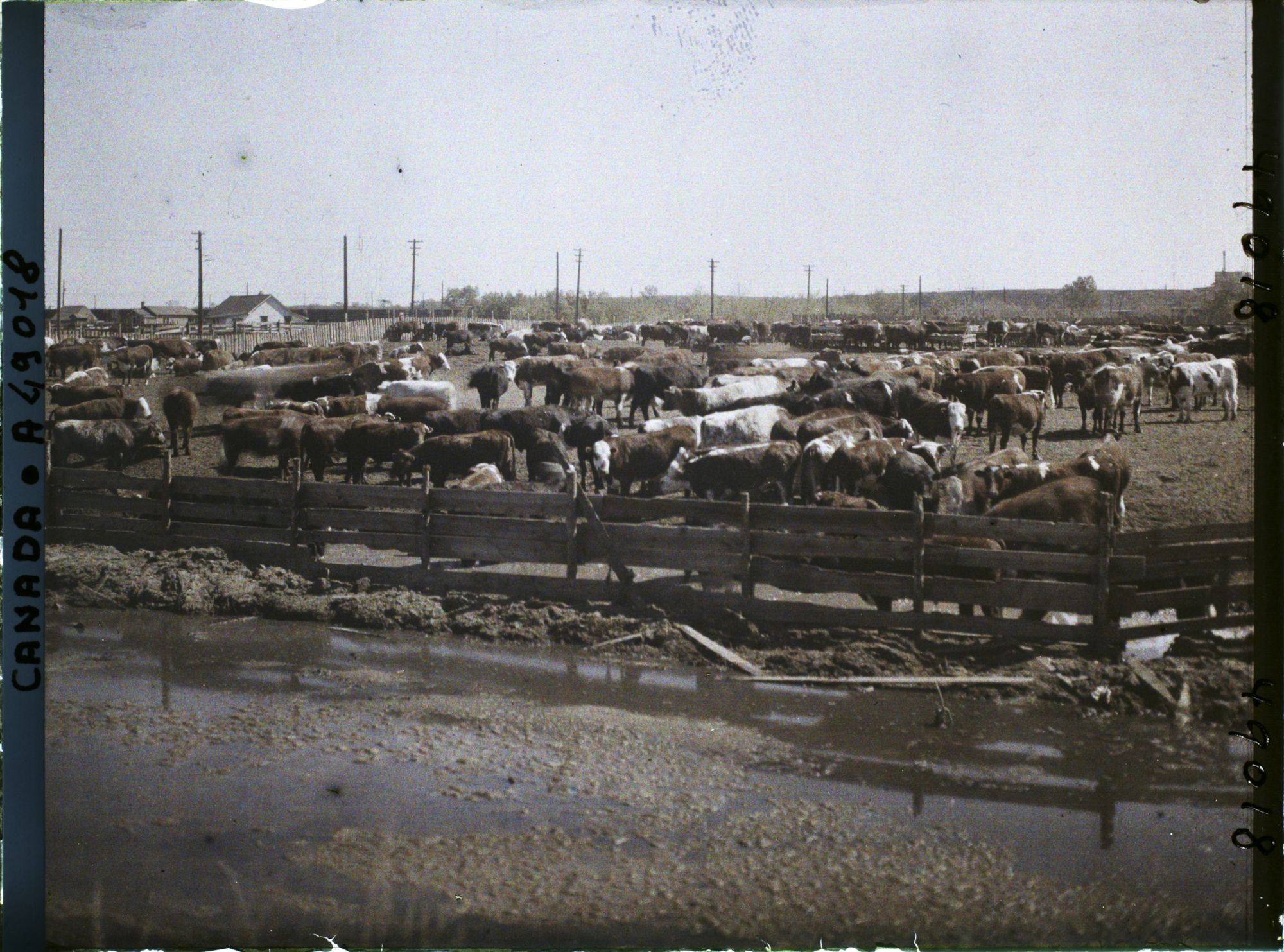 Image représentant Canada, Calgary, Stockyards - Parc de repos du bétail