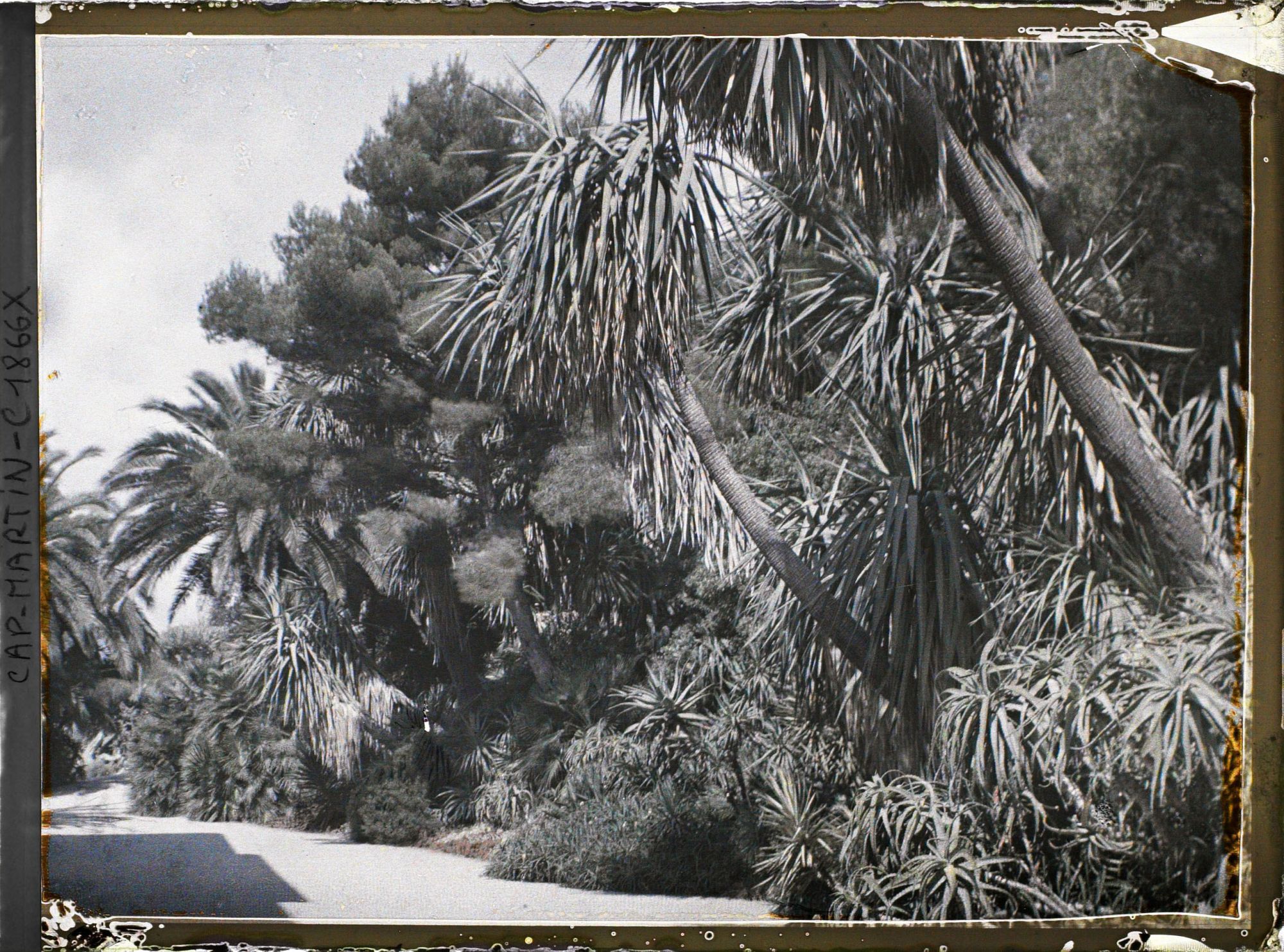 Image représentant Allée près de la villa Kahn, bordée de palmiers, yuccas et aloès