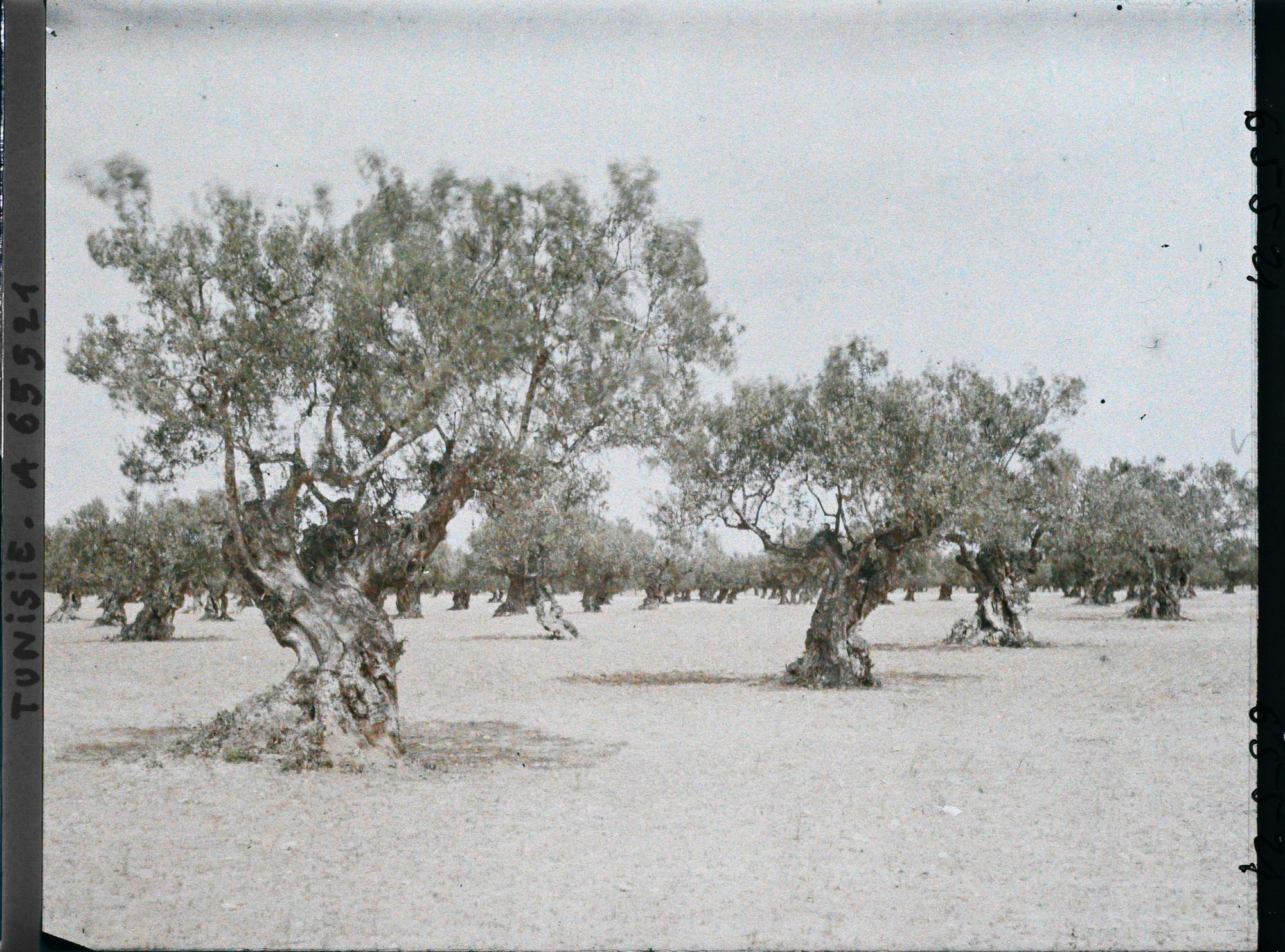 Image représentant Vieux oliviers dans une plantation (culture arabe)