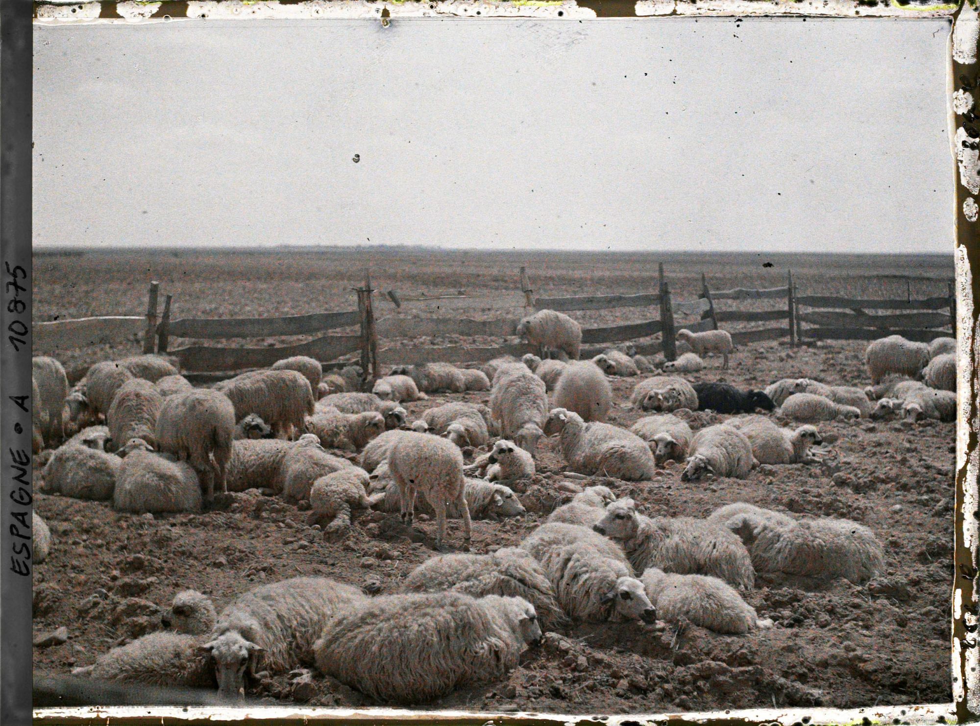 Image représentant Espagne, D'Astorga à Léon, Moutons