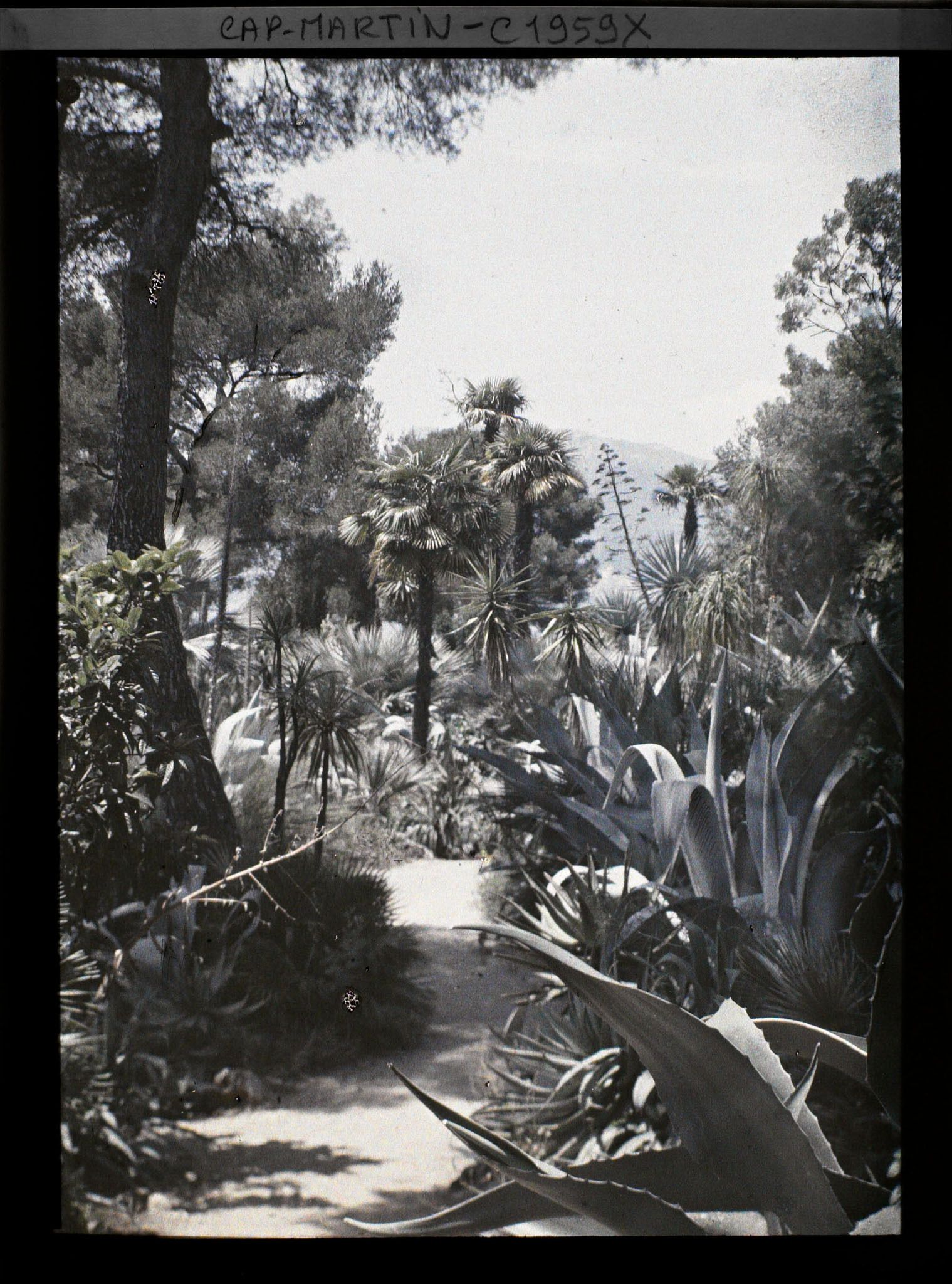 Image représentant Allée bordée d'agaves, aloès et autres plantes exotiques, vue en direction de Monaco, vue prise à 12 h