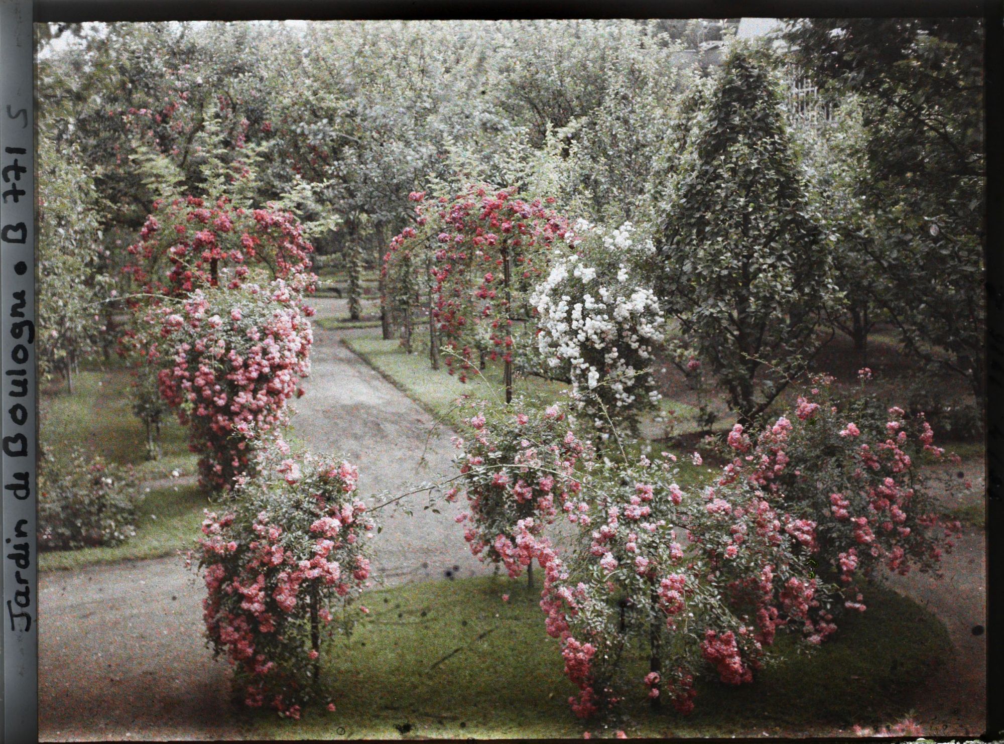 Image représentant Parterre de rosiers tiges et allée fleurie menant à la forêt bleue, à l'est du verger-roseraie