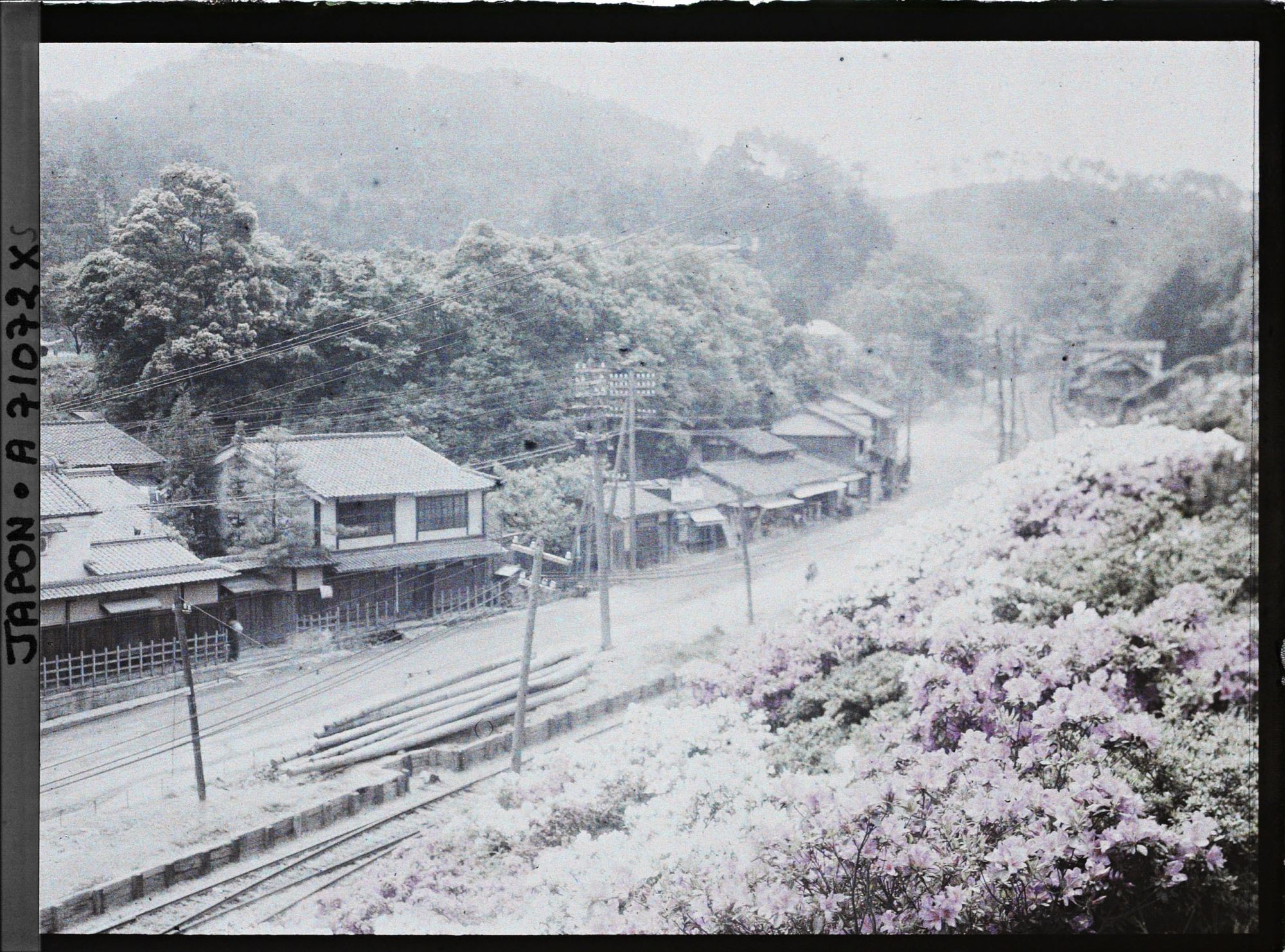 Image représentant Azalées en fleurs le long d'une voie ferrée dans un village