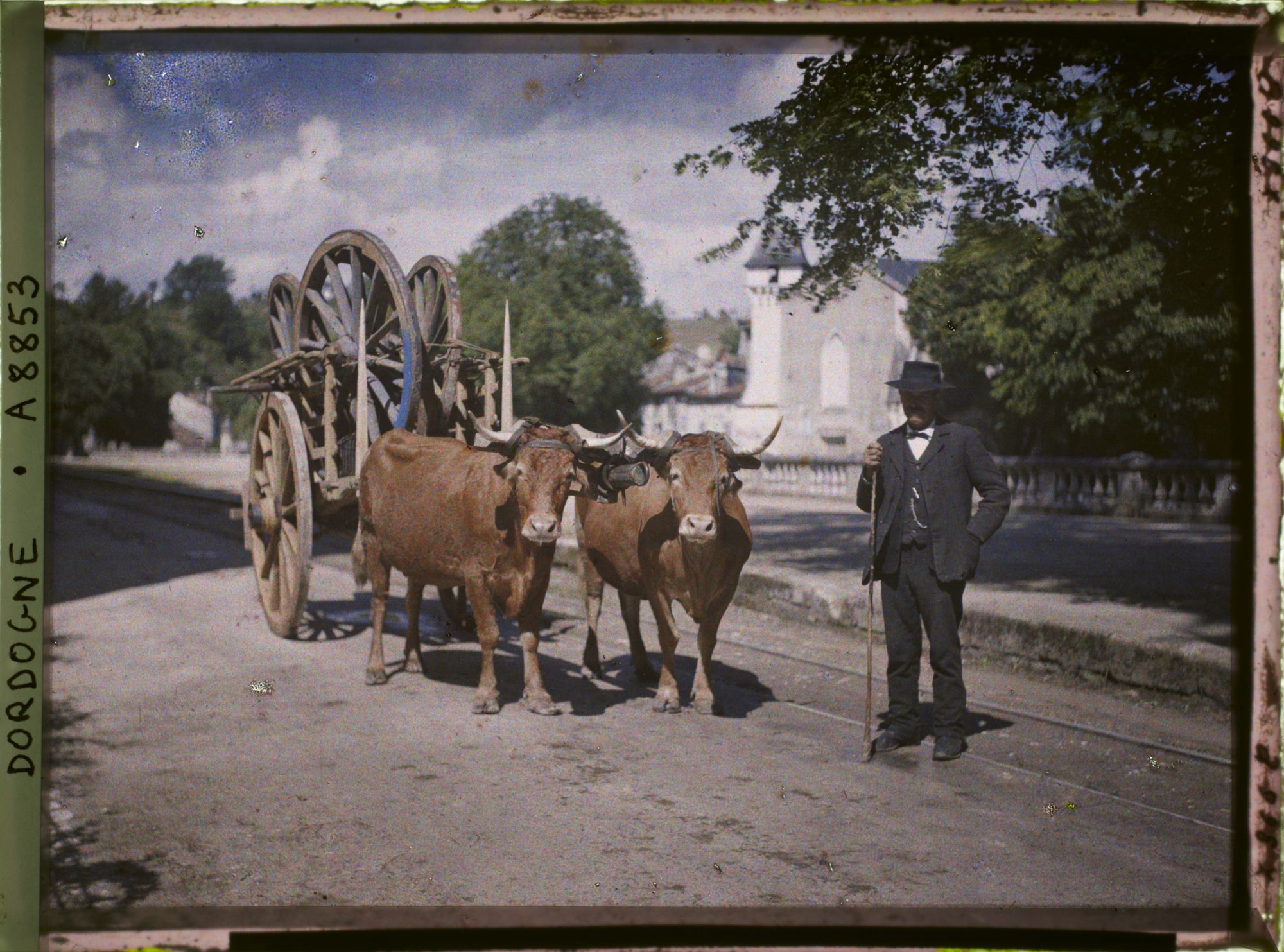 Image représentant France, Brantôme, Vaches et charrette avec le toucheur