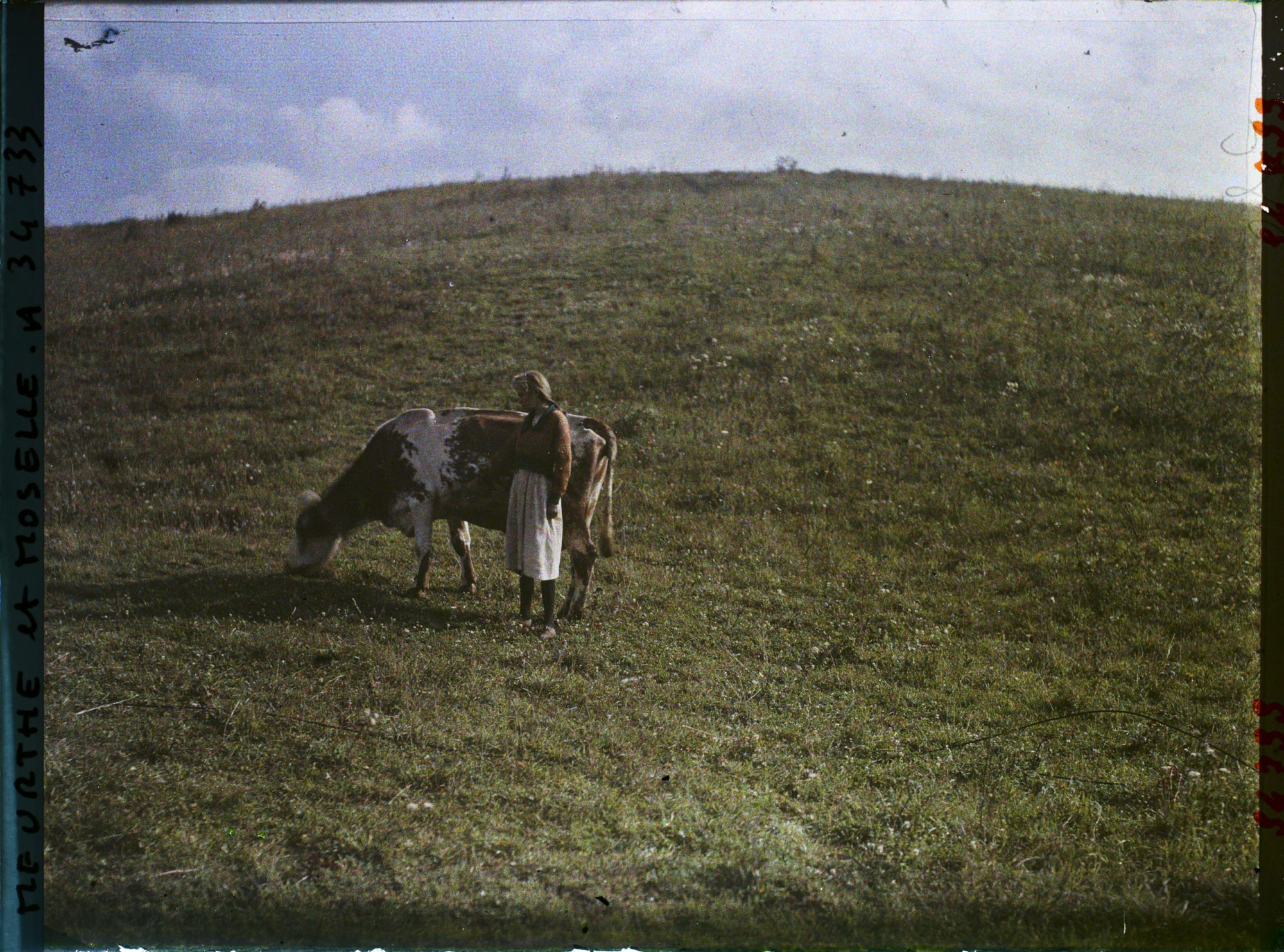 Image représentant France, Thiaucourt, Vaches au pâturage   ; effet du matin