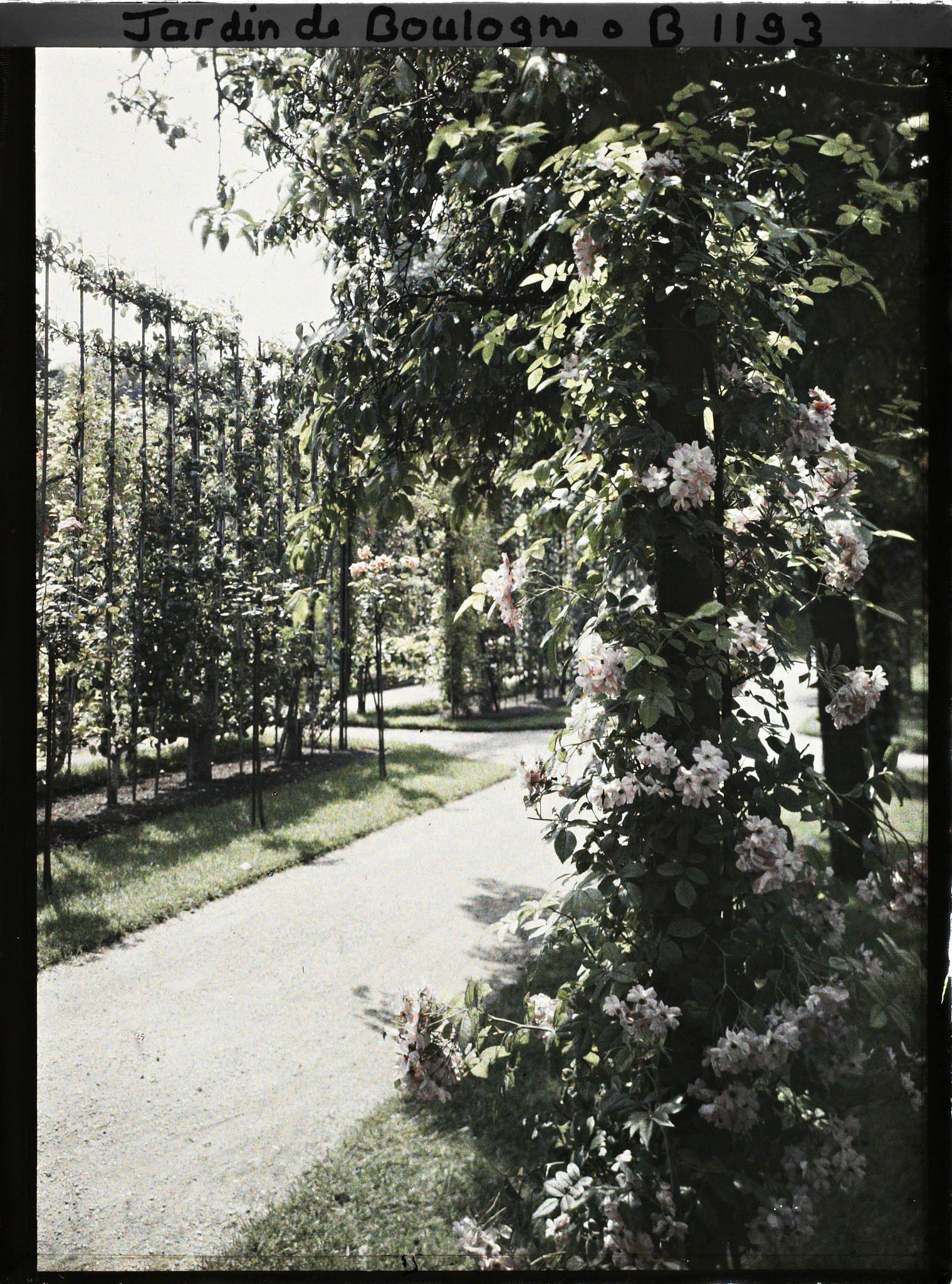 Image représentant Roses et fruitiers palissés, au bord d'une allée menant vers le sud, à l'ouest du verger-roseraie