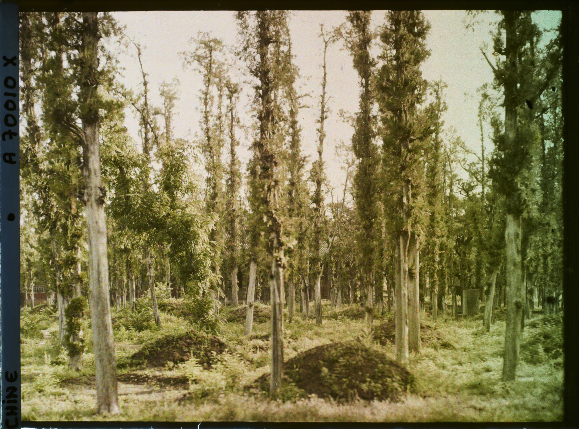Image représentant Probablement Konglin, la nécropole de la famille de Confucius