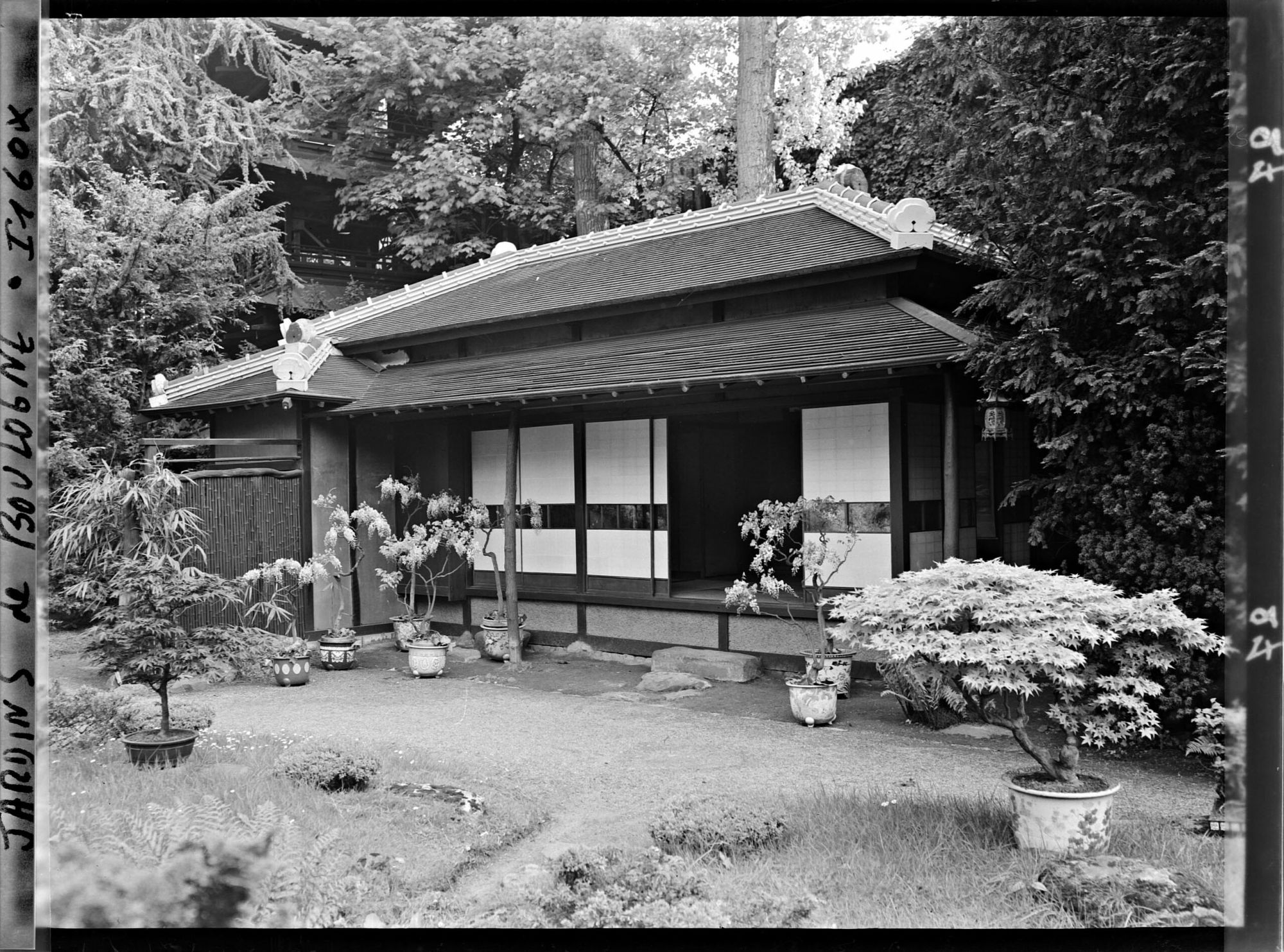Image représentant Bonsaïs face à la maison est du " village japonais ", ornée de glycines en pots fleuries