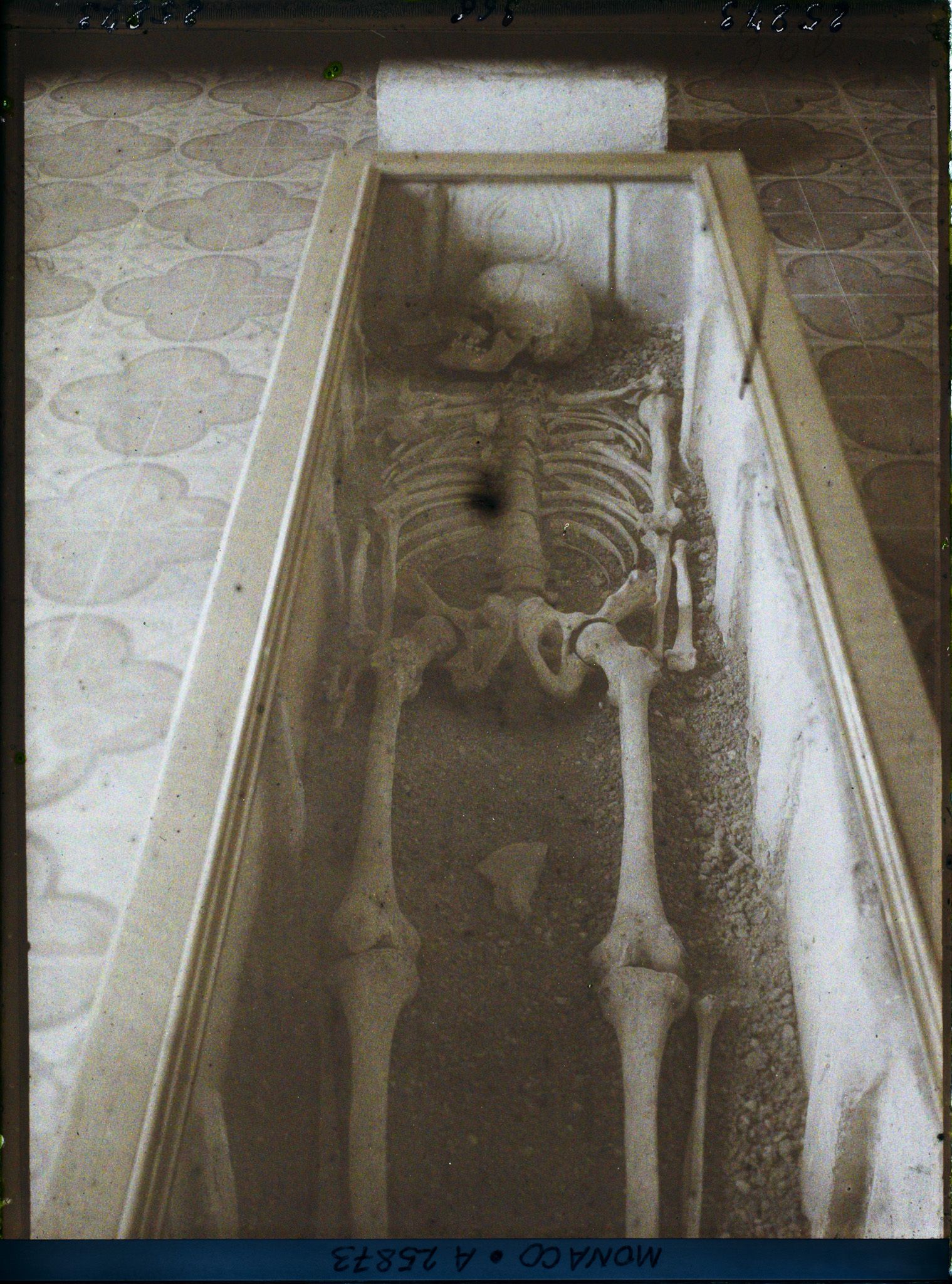 Image représentant Musée de Paléontologie, squelette de la Condamine Monaco