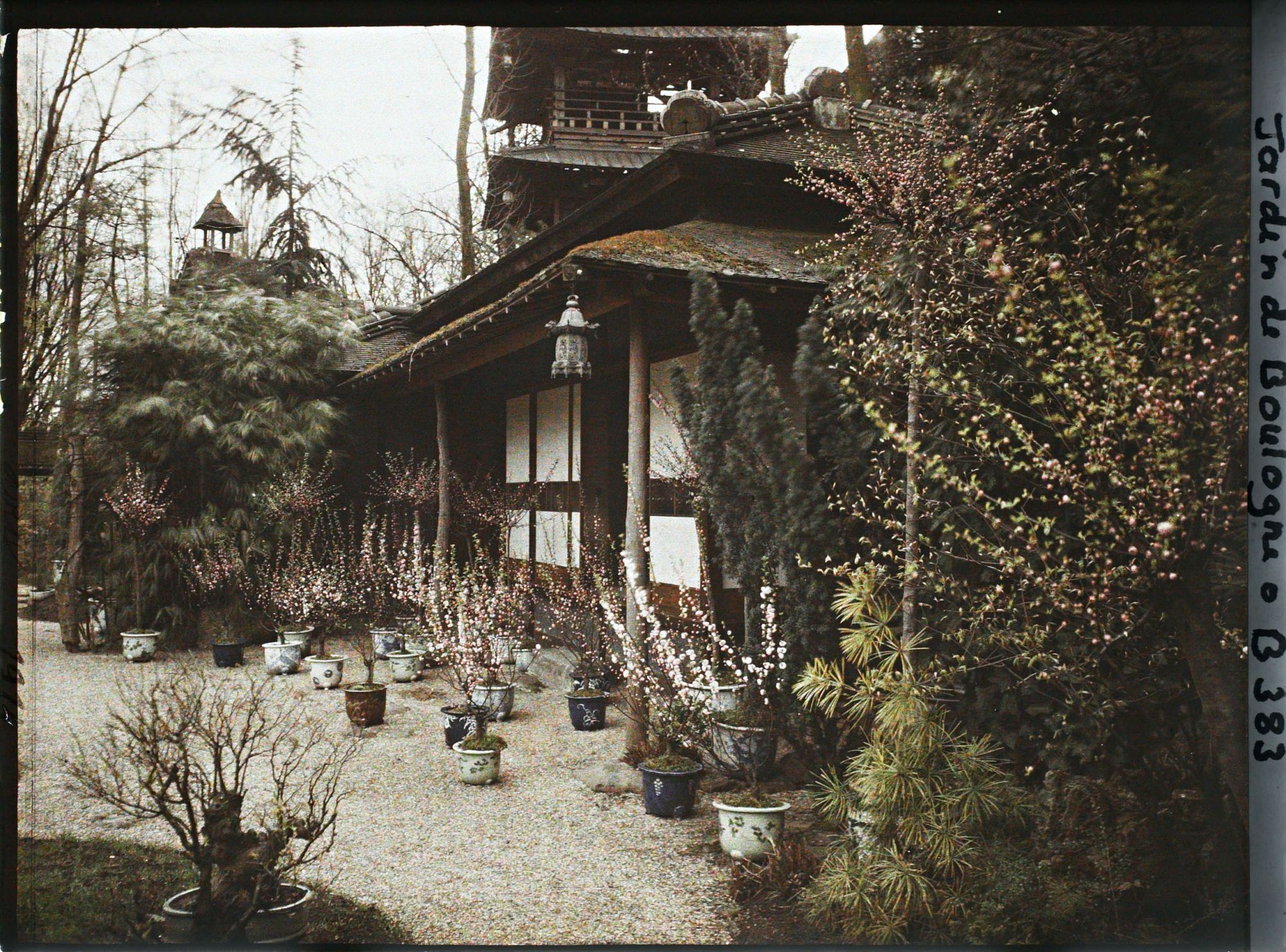 Image représentant Maison est au cœur du " village japonais ", ornée d'arbres et d'arbustes en pots à fleurs roses