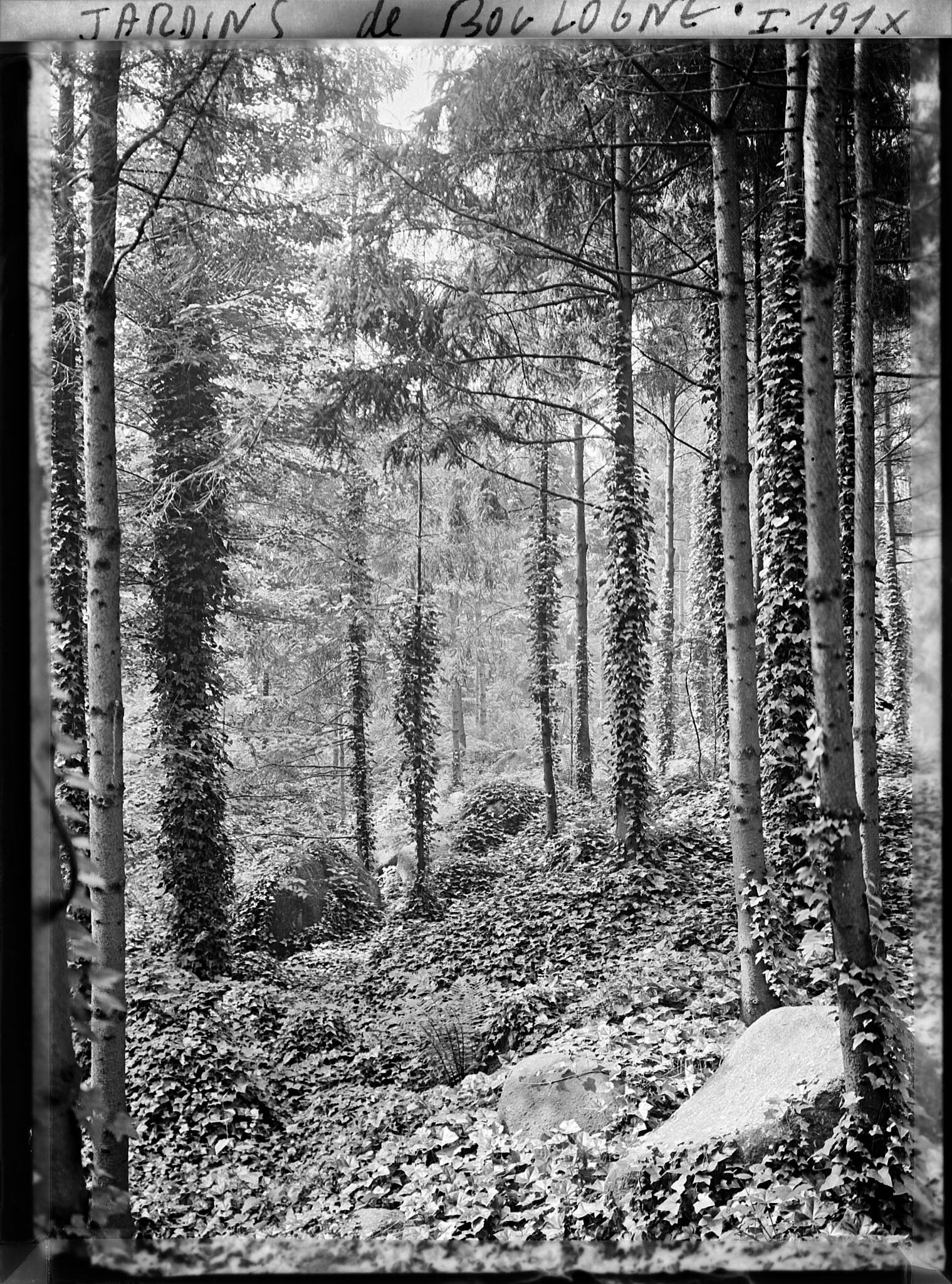 Image représentant La forêt vosgienne