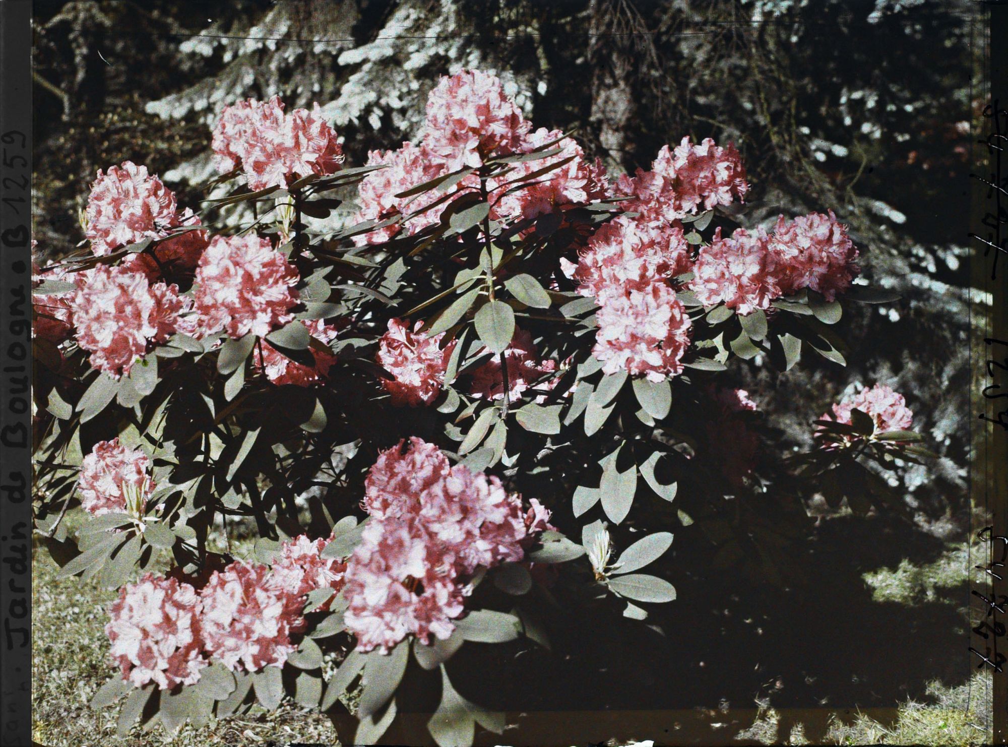 Image représentant Rhododendrons rouges-rosés