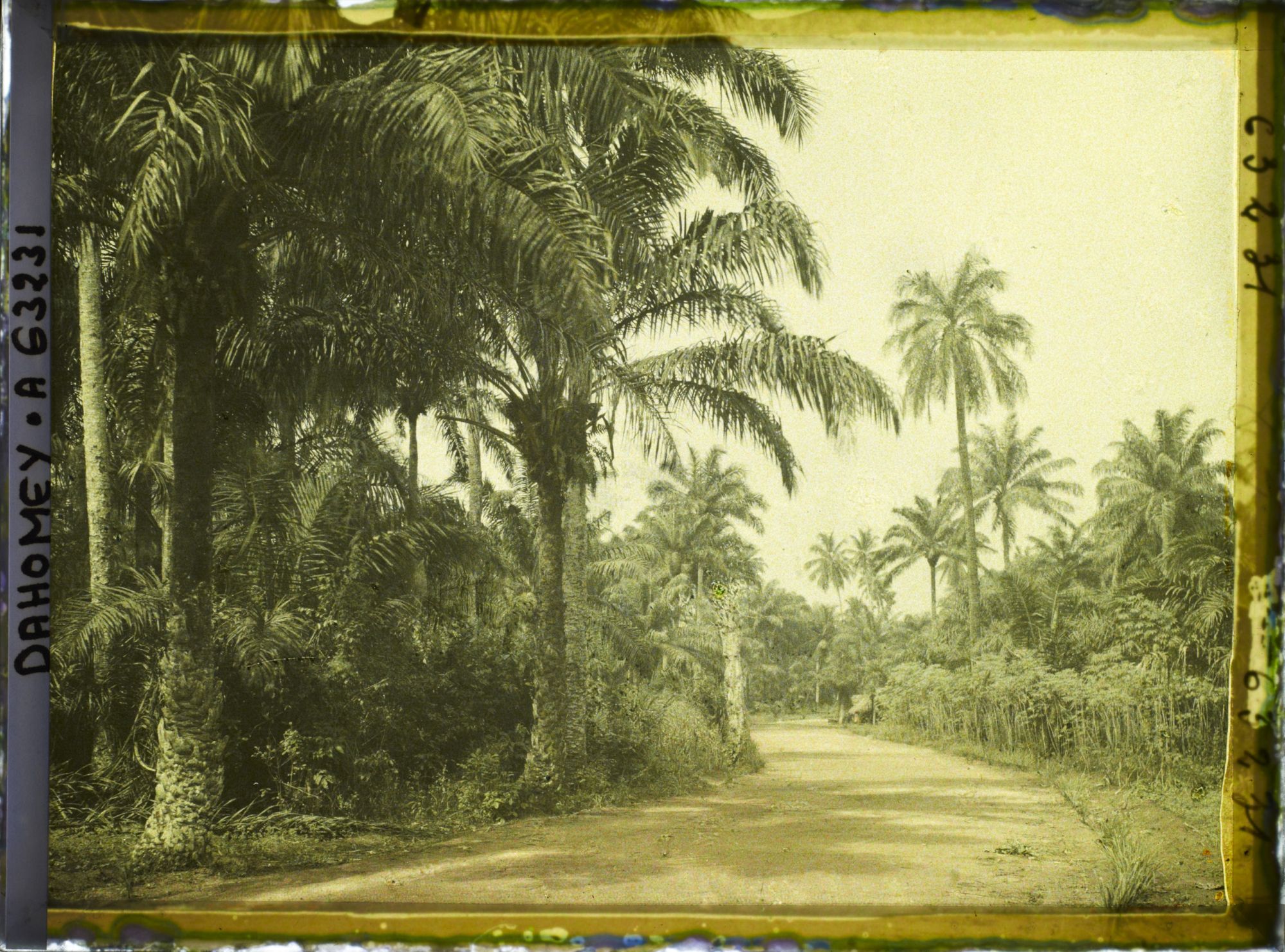 Image représentant La route allant de Porto Novo à Adjarra, bordée de culture de manioc et palmiers à huile