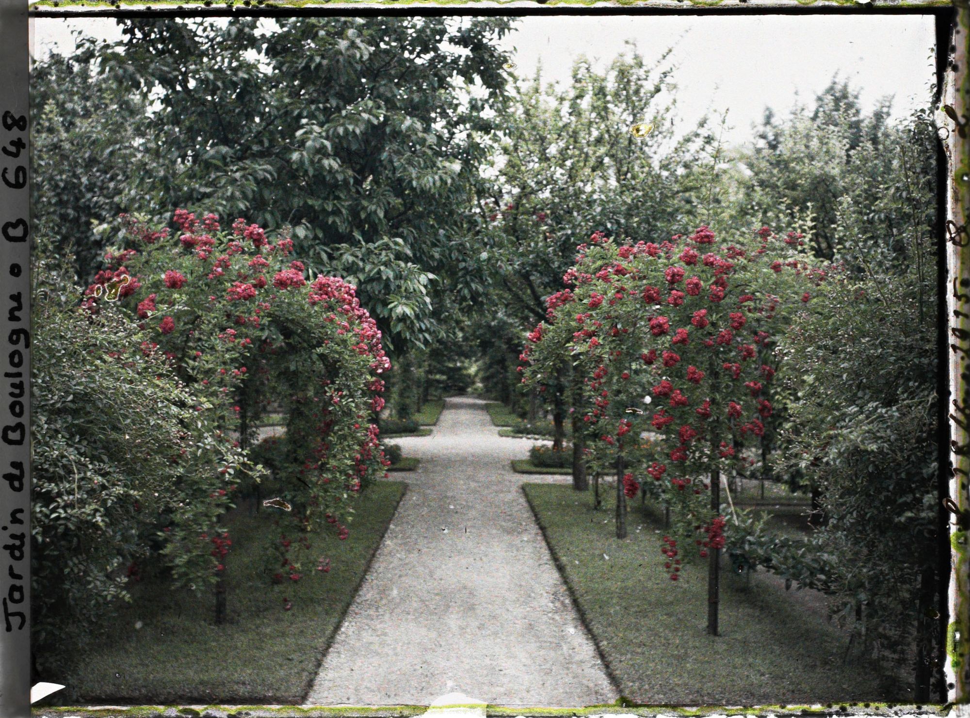 Image représentant Rosiers en fleurs au bord d'une allée menant à la forêt bleue, dans la partie est du verger-roseraie