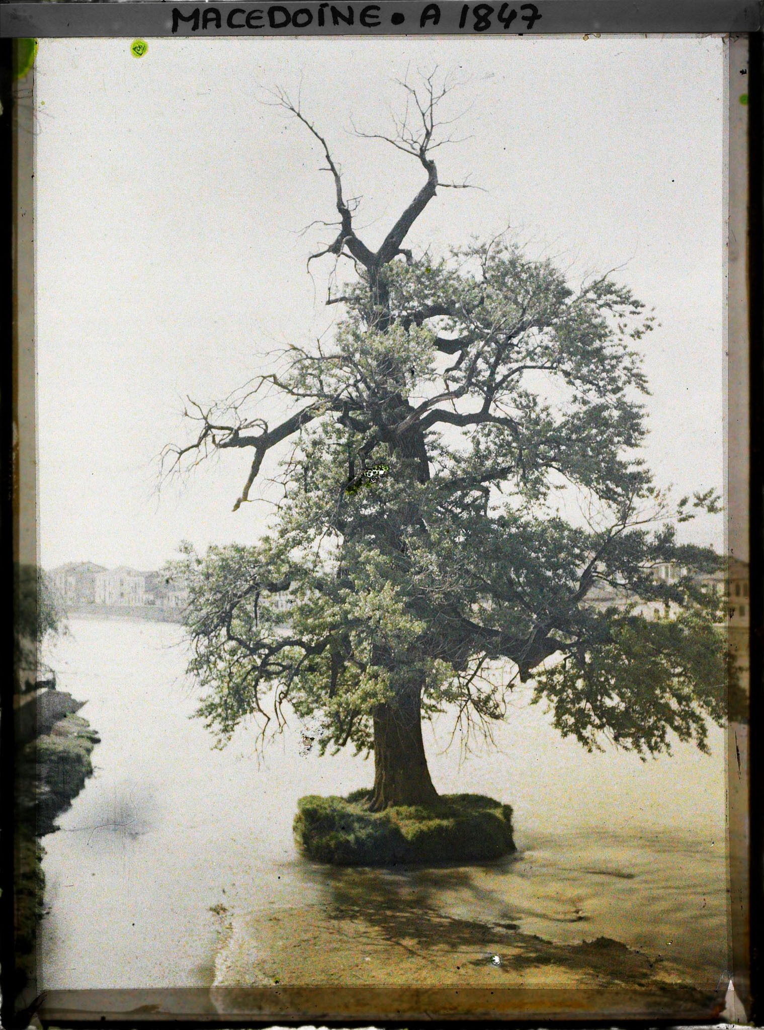 Image représentant Grand peuplier tremble du Vardar