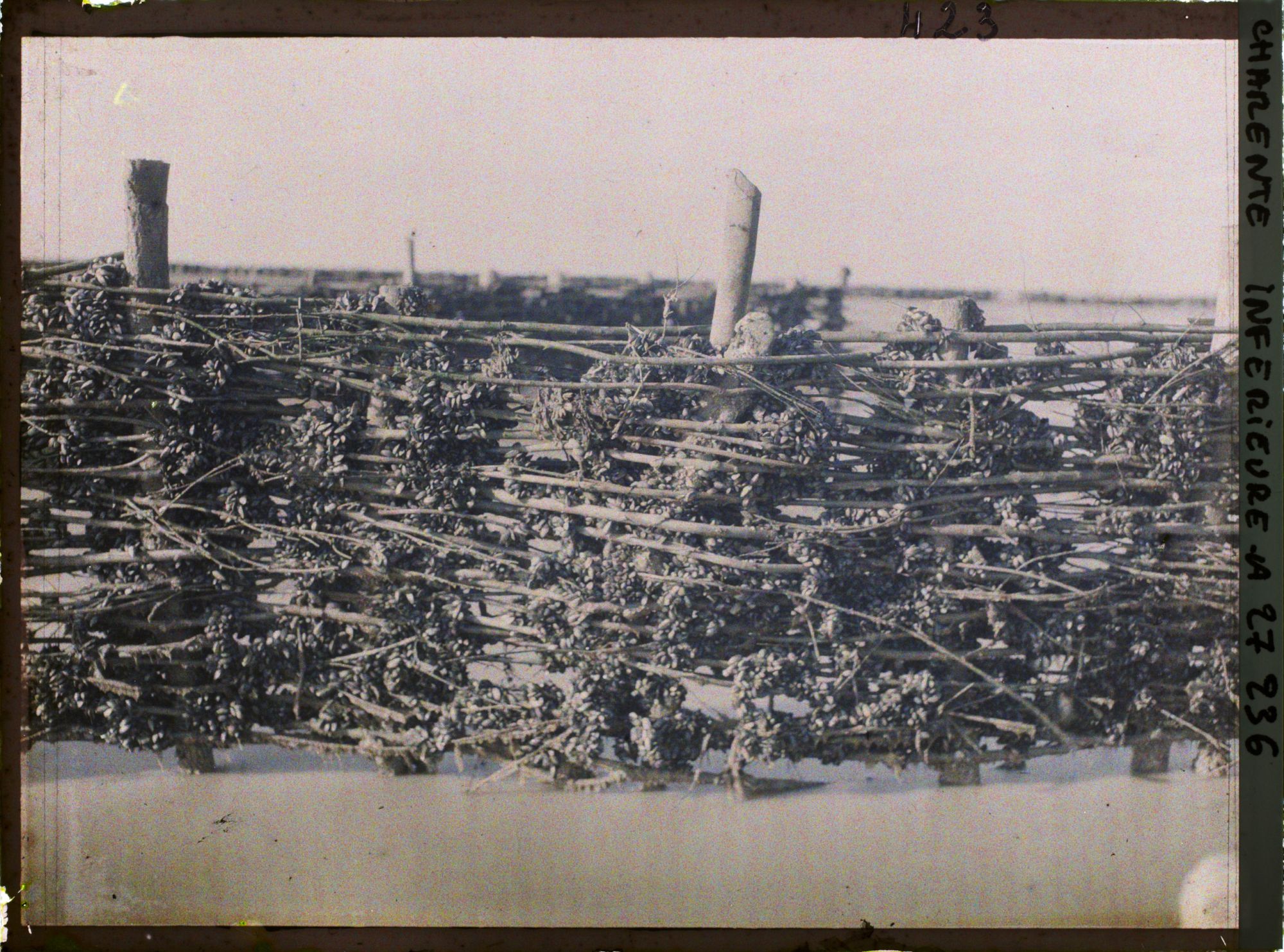 Image représentant Les bouchots