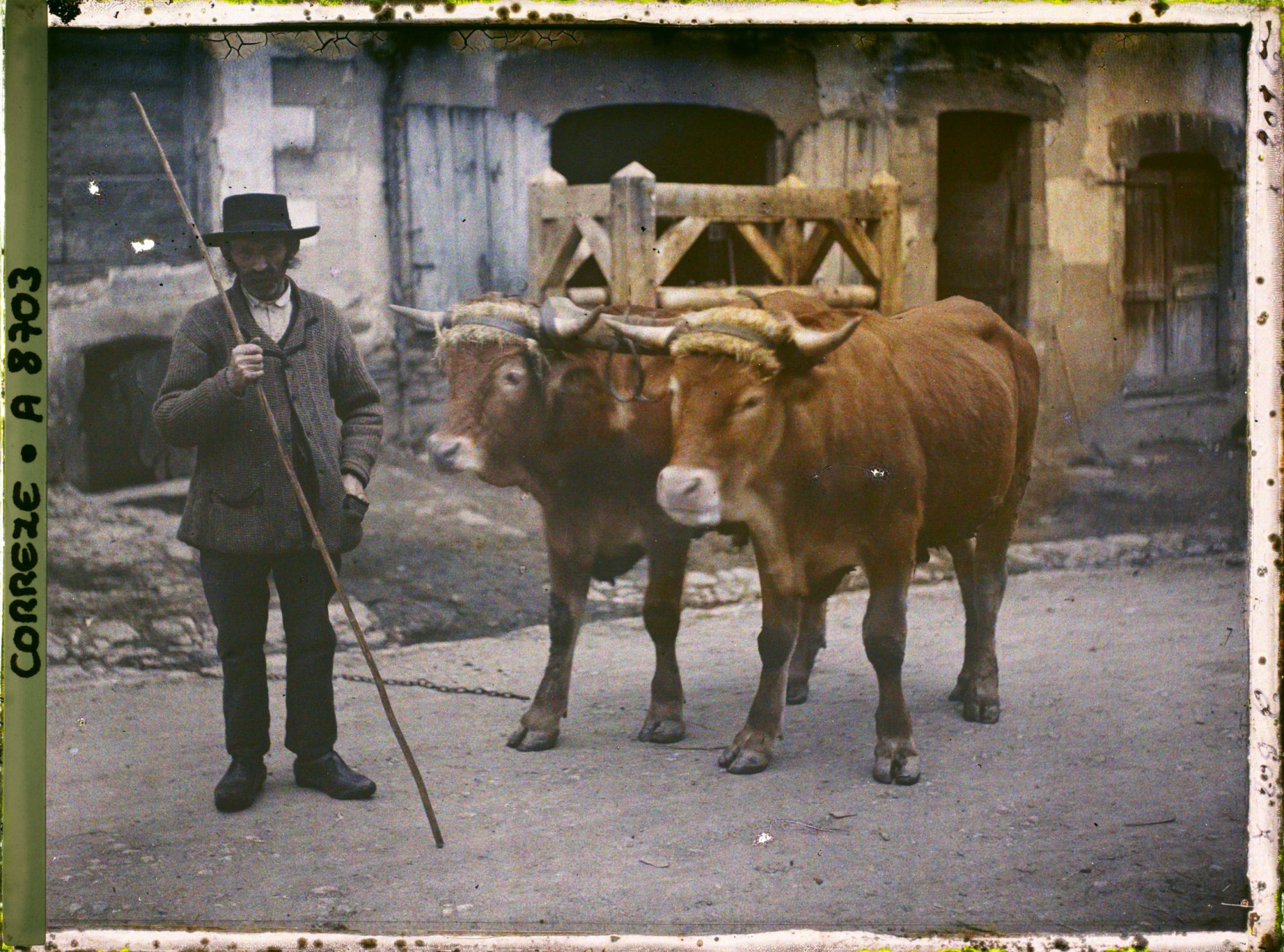 Image représentant Monsieur François Jean, avec ses deux boeufs dans les rues de la ville