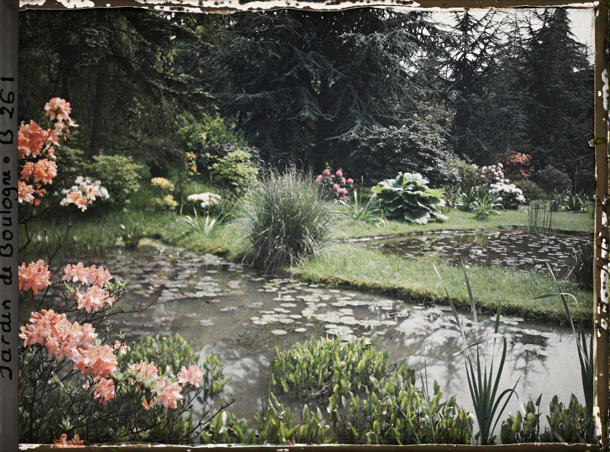 Image représentant Rhododendrons et gunerra bordant l'est des bassins du marais plantés de nénuphars