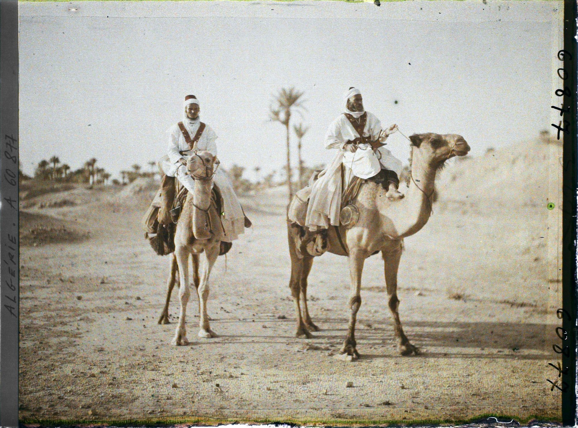 Image représentant Méharistes sahariens