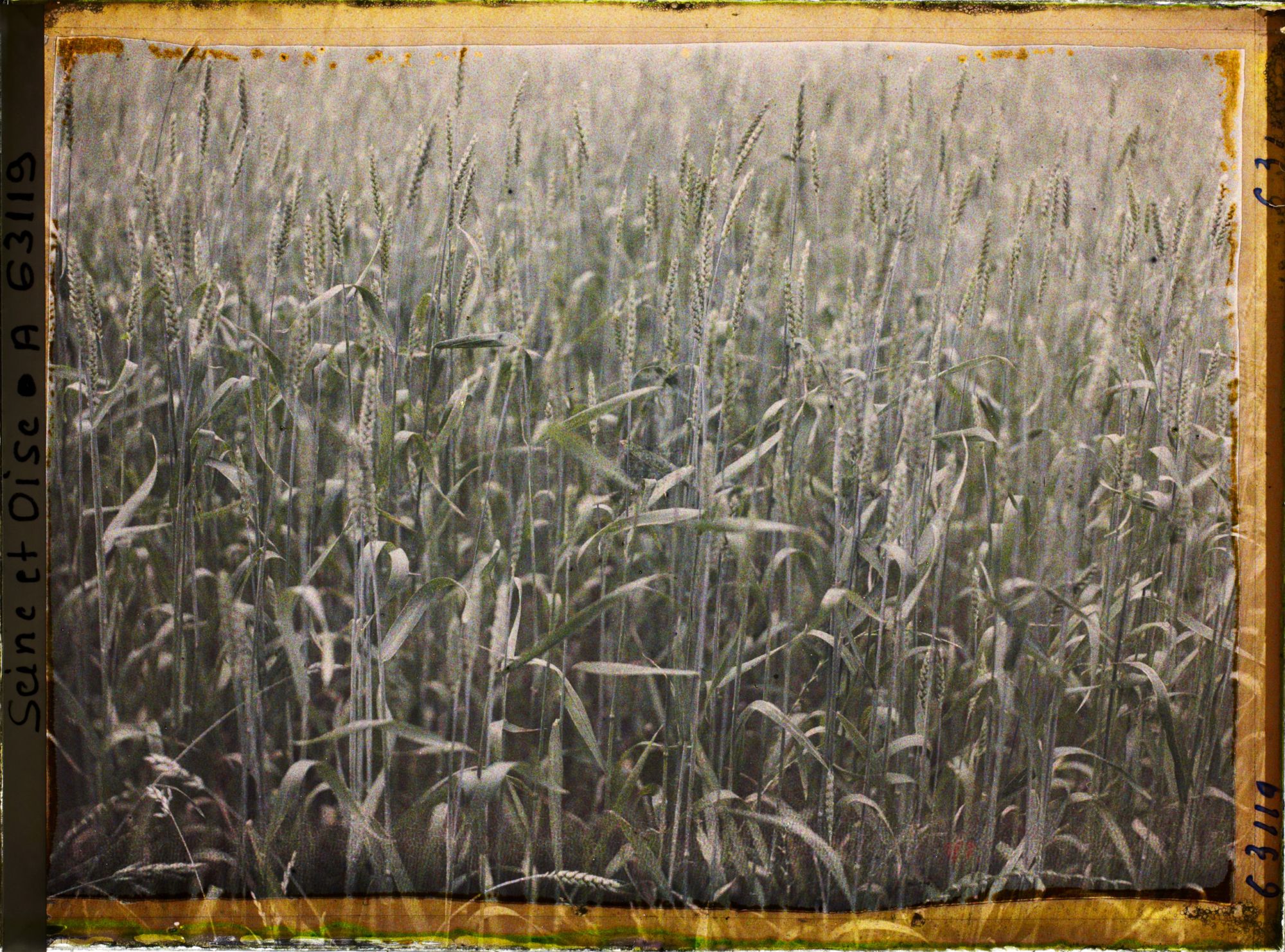 Image représentant Ile de France, Corneilles en Parisis , Champs de blé