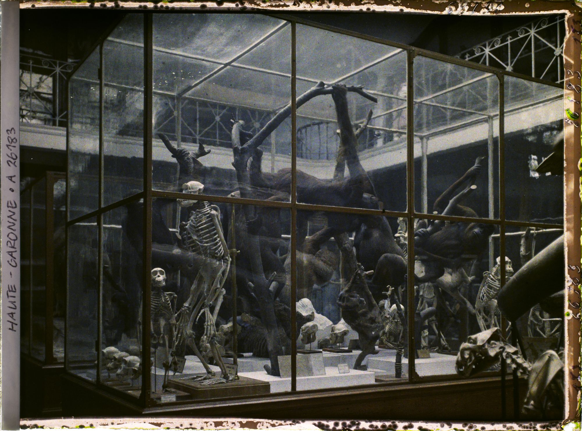 Image représentant Une des vitrines du museum d'histoire naturelle