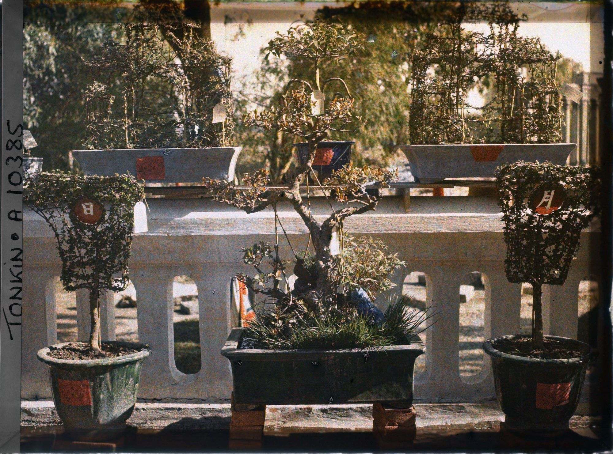 Image représentant Un bonsaï (banian nain)