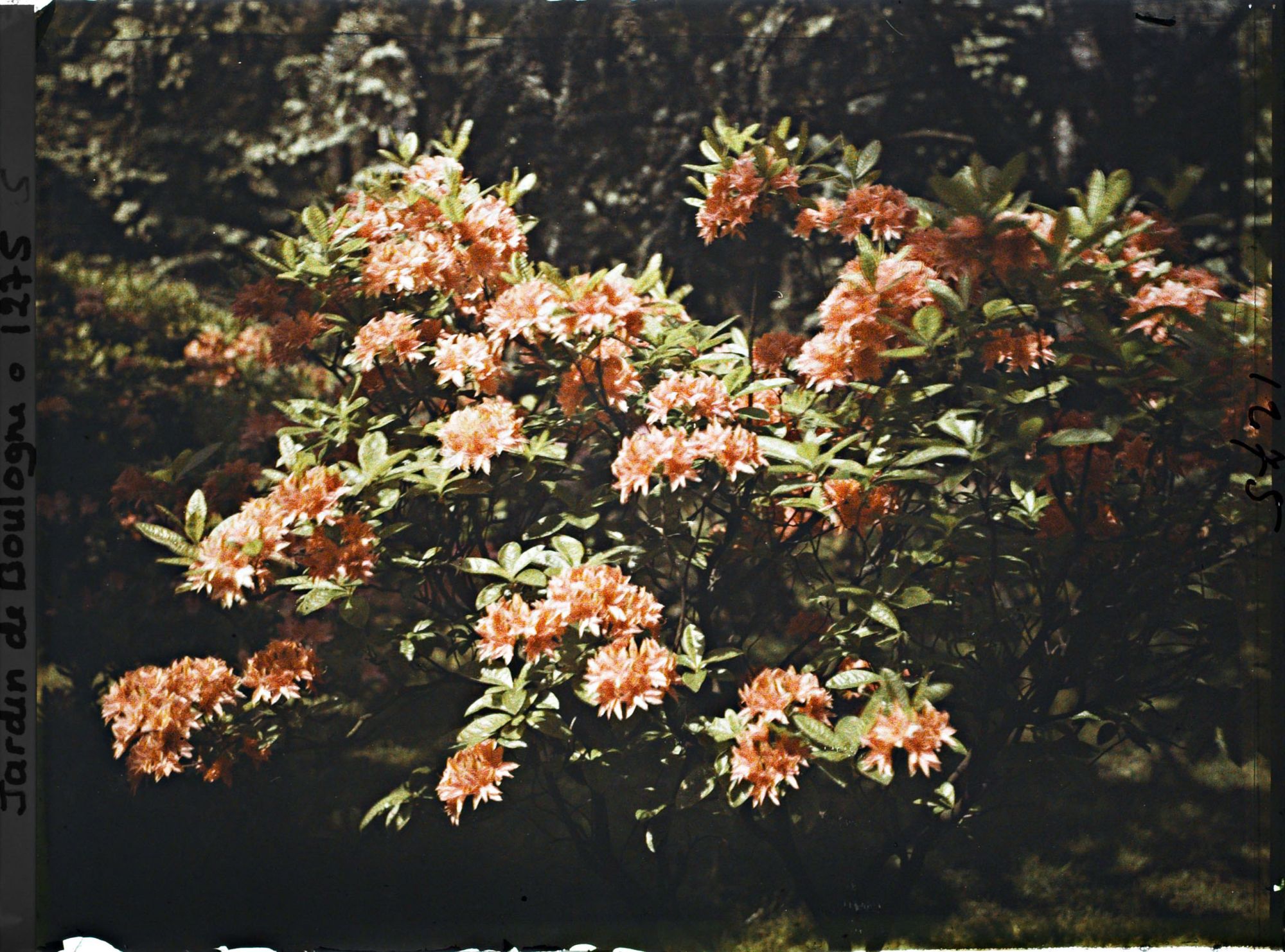 Image représentant Azalées rouges