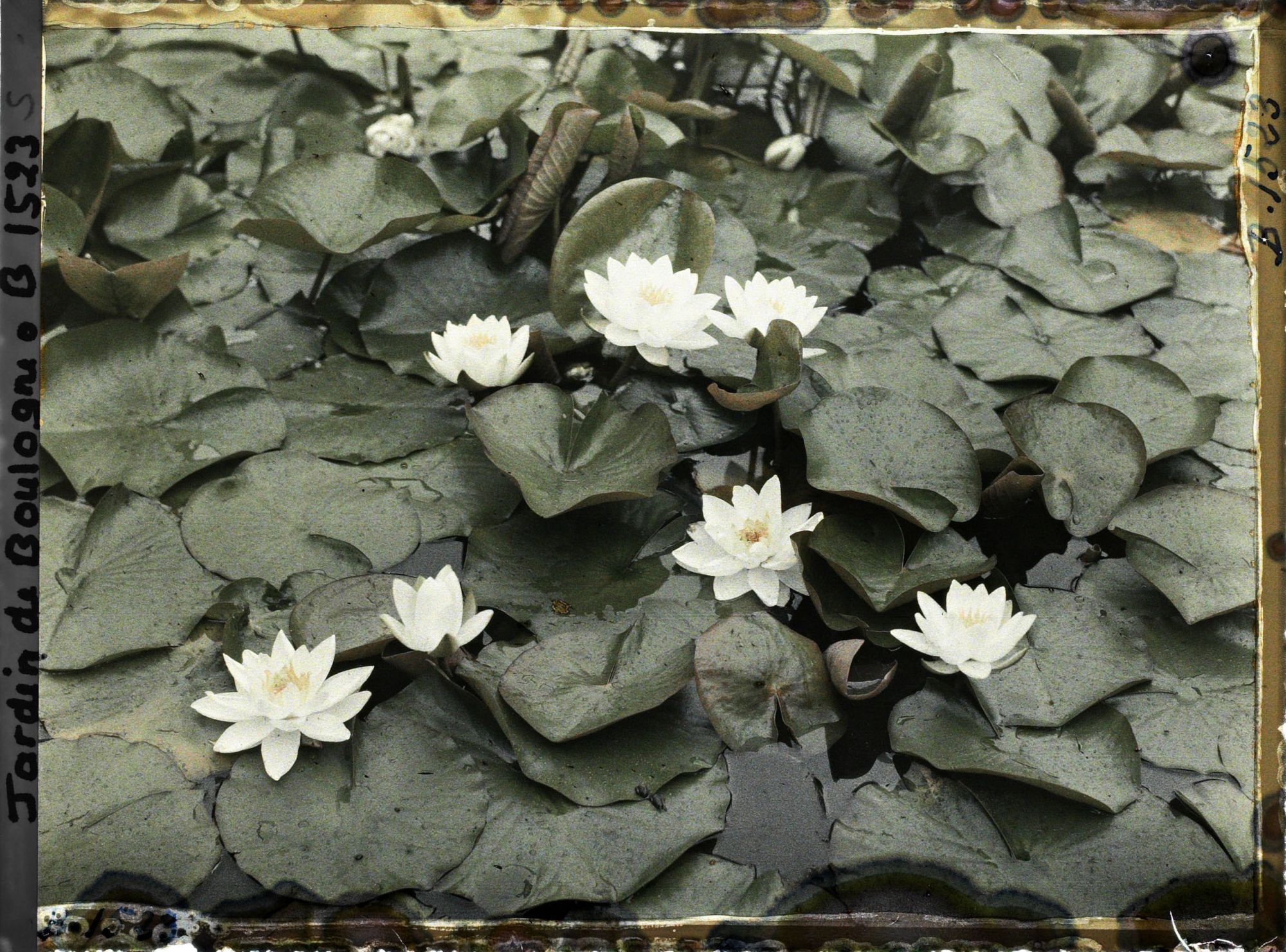 Image représentant Nénuphars blancs