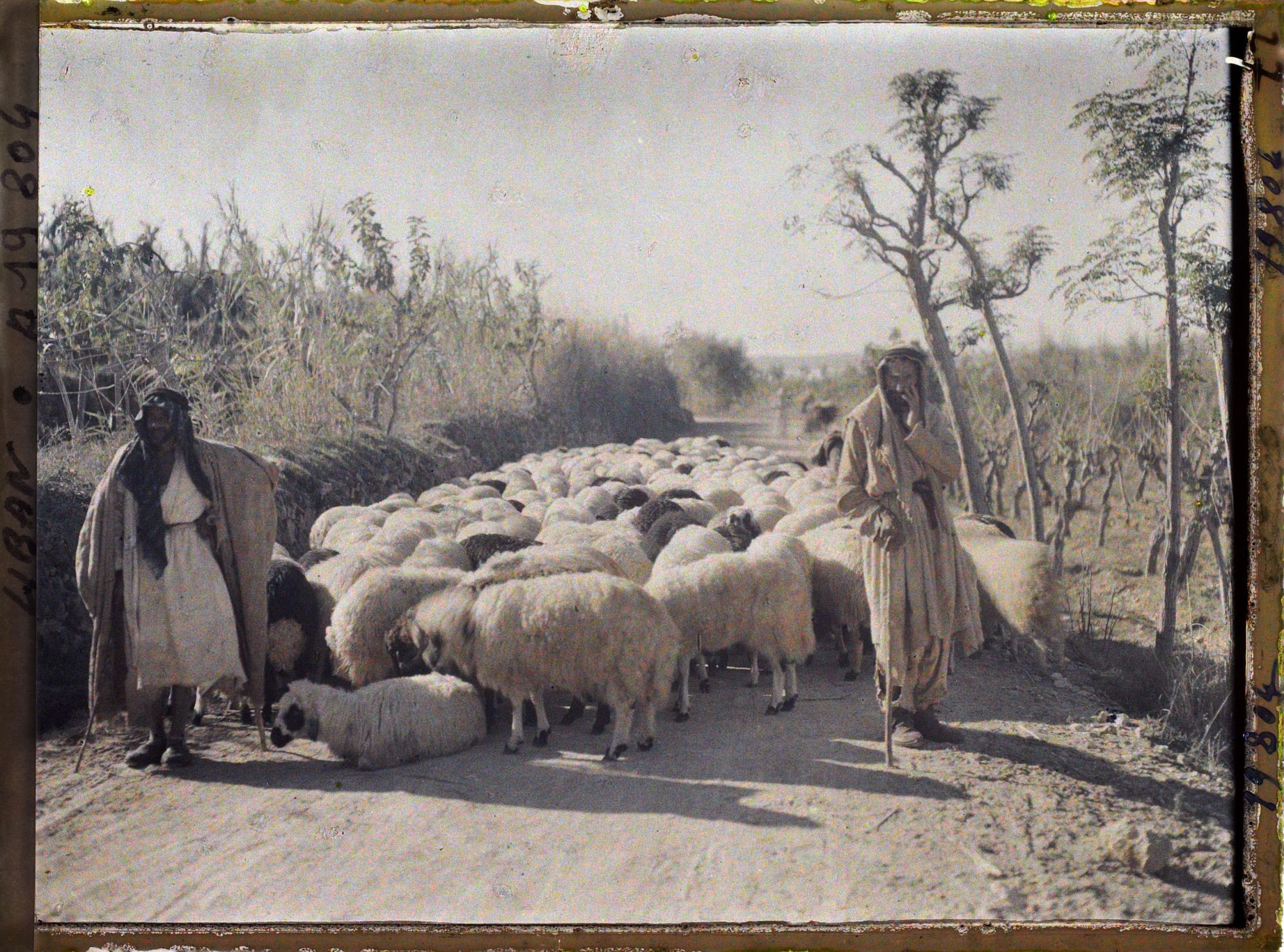 Image représentant Deux bergers et leur troupeau de moutons